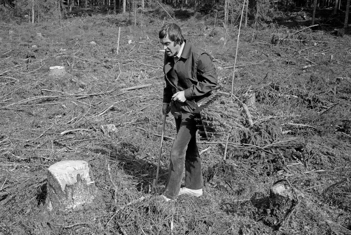 Skogkonsulent Olav Kaveldiget fra Landbruksdepartementet demonstrerer planting av den nye plantetypen – «pluggrotplanter» – som raskt vant innpass i norsk skogbruk i andre halvdel av 1970-åra.  Kaveldiget vandret mot en stubbe hvor han antakelig hadde tenkt å plassere ei plante.  Han bar ei «spaserstokkformet» hullpipe i høyre hand og et pottebrett med granplanter i en sele på venstre hofte.  Ved hjelp av hullpipa lagde han et hull som passet akkurat til rotpluggen på den nye typen dekkrotplanter, som ble levert fra skogplanteskolene i brett av hardplast (polyetylen), vanligvis med 95 planter på hvert brett.  I dette tilfellet bar skogkonsulenten plantebrettet på en såkalt «hoftemeis».  Dette bæreredskapet besto av et magebelte og ei skulderreim, som skulle forebygge at magebeltet skled nedover under tyngden av plantebrettet.  I dette tilfellet var hoftemeisen utstyrt med et metallbrett som plantebrettet var festet til.  Plantearbeidet foregikk i dette tilfellet på ei hogstflate i granskog, der marka var dekt av blåbærlyng og kvist, muligens i Eidsvoll prestegardsskog i Akershus.