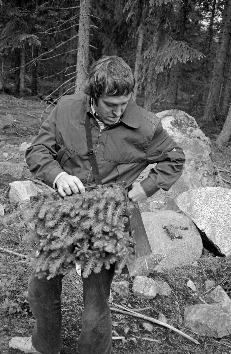 Olav Kaveldiget, som da dette fotografiet ble tatt var statskonsulent i Landbruksdepartementet med skogkultur som arbeidsfelt, med granplanter i pottebrett som han var i ferd med å feste på en såkalt «hoftemeis».  Meisen besto av et magebelte (som ikke er synlig på dette fotografiet) og ei skulderreim, som skulle forebygge at magebeltet seg nedover på grunn av pottebrettets tyngde.  Der hvor magebeltet og skulderreima møttes var det montert ei plate av lettmetall.  Nederst på denne plata var det en vinklet kant, som brettets tyngde kvilte mot, og øverst var det et par bøyler som skulle forebygge at brettet løsnet.  Planteredskapet som ble brukt på denne plantetypen var ei hullpipe, formet som en spaserstokk av metall, med et kvast rør nederst, og en liten knast som plantøren satte foten på når han presset hullpipa ned i marka for å få et passe stort og djupt plantehull. Fotografiet ble tatt under en faglig demonstrasjon i 1977, da pluggrotplantene og redskapene som ble brukt når slike planter skulle ut på kulturfeltene i norske skoger fortsatt var under utprøving.