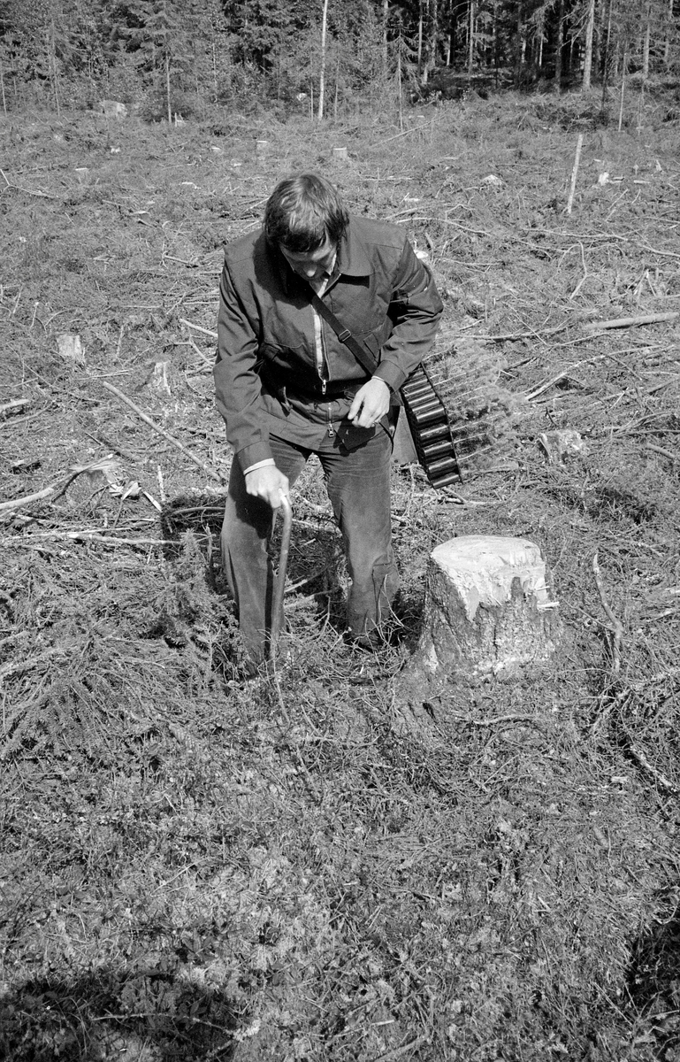 Olav Kaveldiget, som da dette fotografiet ble tatt var statskonsulent i Landbruksdepartementet med skogkultur som arbeidsfelt, planter pluggplanter på ei hogstflate i granskog, antakelig i Eidsvoll prestegardsskog i Akershus.  Fotografiet ble tatt under en faglig demonstrasjon i 1977, da denne plantetypen og redskapene som ble brukt når de pluggplantene skulle ut på kulturfeltene i norske skoger fortsatt var under utprøving.   Her viser Kaveldiget bruken av hullpipa, et spaserstokkliknende planteredskap av stål.  Nederst på dette redskapet var det et kvast stålrør og en knast som plantøren satte foten på etter å ha bestemt hvor han ville plassere planta.  Dermed «stanset» han ut et hull i marka som passet til jordpluggene på plantene.  Deretter hentet plantøren ei plante fra pottebrettet, som han i dette tilfellet bar med seg på en såkalt «hoftemeis», og trykket den på plass i plantehullet.