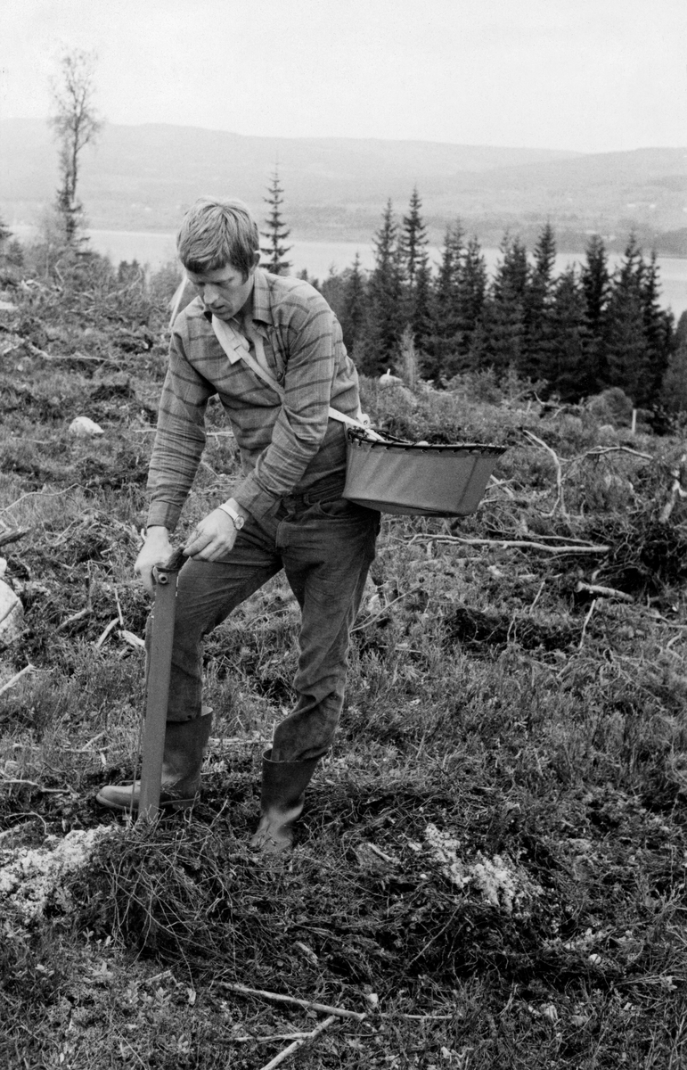 Planting av såkalte «paperpotplanter» - papirpotteplanter - ved hjelp av planterør i Hurdal i Akershus våren 1973.  Fotografiet er tatt på ei markberedt hogstflate med Hurdalssjøen i bakgrunnen.  Plantøren hette Aakre.  Han deltok i arbeidsstudier som det driftstekniske miljøet ved Norsk institutt for skogforskning utførte i 1970-åra, da det ble lansert flere nye skogplantetyper som innbød til litt ulike utplantingsteknikker.  Skogplanteproduksjon i japanske papirpotter ble en del norske forstmenn kjent med under den nordiske skogkongressen i Finland i 1970.  Finnene hadde eksperimentert med slike potter, i varierende diametere, smale for furu og noe videre for gran.  Pottene ble fylt med ei blanding av torv og gjødsel, og det var utviklet en maskin som kunne så skogfrø i pottene med stor effektivitet.  Plantene ble drevet fram i plastveksthus, der de nådde ønsket størrelse i løpet av én sesong.  I 1970 ble halvparten av skogplantene i Finland levert i slike papirpotter.  Norske fagfolk som hadde fått et innblikk i den fornyelsen av skogplanteproduksjonen som hadde skjedd i Finland ønsket å prøve det samme i Norge, noe dette fotografiet gjenspeiler.  Utstyret som ble brukt i forbindelse med utplantinga var også finsk.  Da dette fotografiet ble tatt sto plantør Aakre på en markberedt jordflekk, kledd i dongeribukser og rutete flanellskjorte, og med gummistøvler på beina.  Han bar ei plastbalje med papirpotteplanter på venstre hoftekam med støtte fra ei reim over høyre skulder.  I høyre hånd holdt han planterøret (finsk modell som ble kalt Pottiputki) med den nebbformete spissen mot bakken.  Plantøren var klar til å tråkke den sju-åtte cemtimeter ned og åpne «nebbet» for dermed å opparbeide et plantehull, slippe ei papirpotteplante ned i røret, heve det og tråkke litt rundt planta for å komprimere jorda.  Mer informasjon om denne typen planterør finnes i Norsk Skogmuseums gjenstandsdatabase under signaturen SJF.12441.