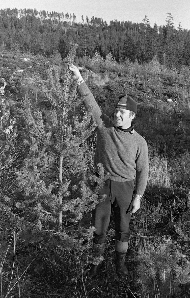 Magnus Gartland ved ei futruplante på et markberedt felt i Eidsvoll prestegardsskog i Akershus.  Denne furua ble opprinnelig brakt til dette plantefeltet som ei ettårig dekkrotplante i pottebrett våren 1972.  Denne plantetypen var på dette tidspunktet en nyhet i Norge.  Fotografiet er tatt høsten 1978, seks og et halvt år etter utplanting.  I mellomtida hadde furua vokst slik at lengden oversteg mannens lengde.  Jacobsen strakte fornøyd den ene handa mot et meget langt toppskudd.  Her så man altså ikke bare den nye plantetypens overlevelsesevne på en markberedt furubonitet, men også en vekstkraft som var meget tilfredsstillende i et skogbruk som var mer orientert mot volumproduksjon enn mot virkeskvalitet.