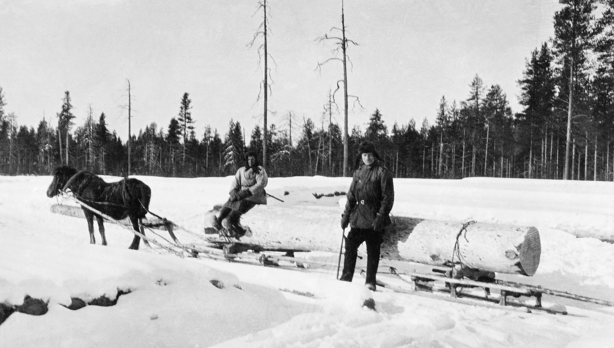 Tømmerkjøring i Nordvest-Russland tidlig på 1900-tallet.  Fotografiet er tatt ved ei delvis nedsnødd tømmervelte, i utkanten av ei myr som var omgitt av furuskog.  Her kjøres det med en mørk hest, som var forspent en kortslede med høye bretter.  I dette tilfellet var imidlertid stokken som skulle transporteres så grov at kjøreren hadde valgt å legge den bakre stokkenden på en kjelke, med en tverrkabbe som underlag.  Tømmerkjøreren satt foran på stokken.  Ved siden av lasset sto en annen mann.  Ut fra dette fotografiet er det vanskelig å si om dette var en skogfunksjonær, eller om det var det som i Norge kalles en «løskar», altså en mann som hjalp til med lessing og vedlikehold av kjørevegene.