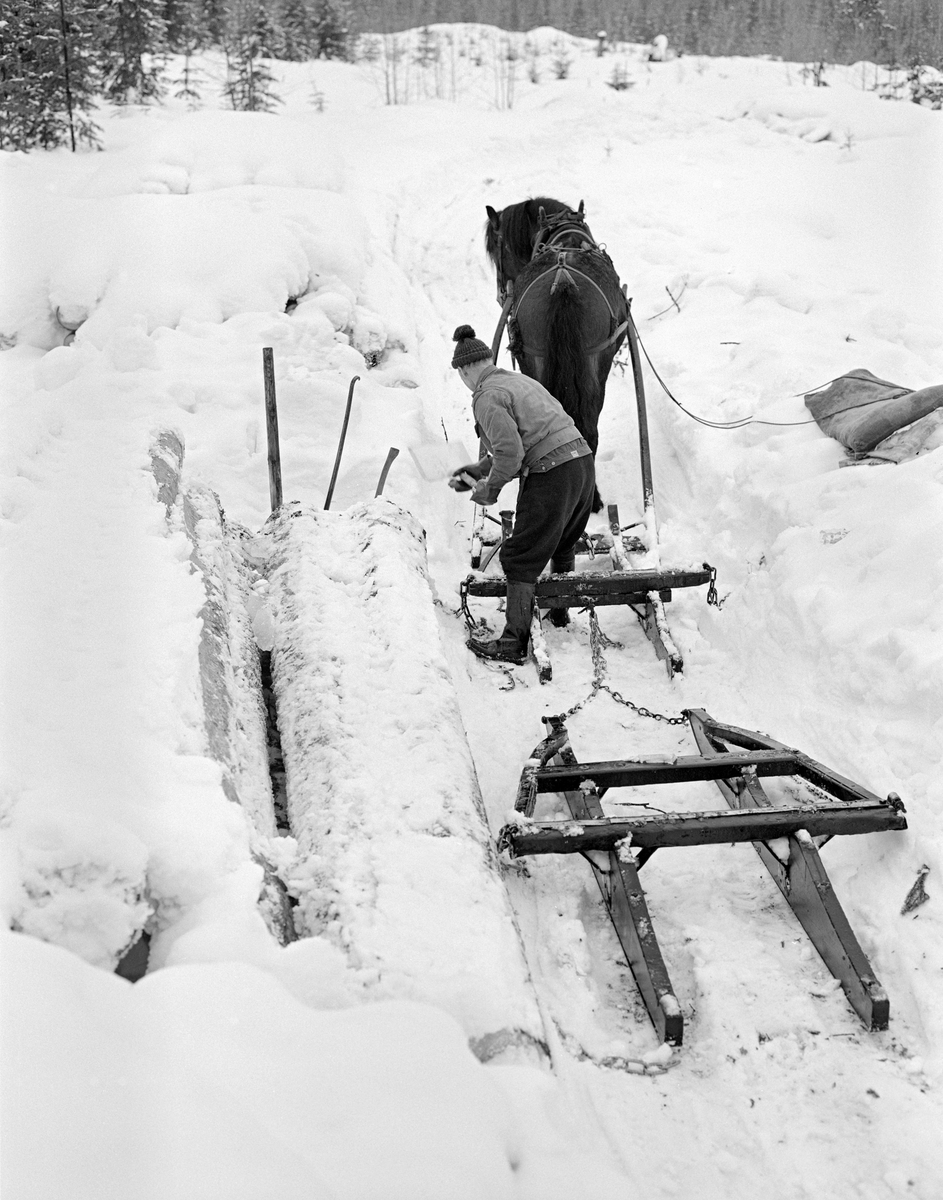 Tømmerkjører Johan Rasch (1916-2009) i virksomhet i Svartholtet i Elverum vinteren 1975.  Johan kjørte tømmer med hest for Statskog fra det gamle Leirsameiet.  Da dette fotografiet ble tatt hadde han stilt opp hesten, som var forspent en «rustning» - en todelt tømmerdoning der framsleden ble kalt «bukk» og baksleden «geit» – foran ei tømmervelte.  Før han kunne begynne å lesse måkte han snøen fra toppen av tømmerlunna ved hjelp av ei aluminiumroko.  Deretter – og etter at dette fotografiet ble tatt – rullet han et høvelig antall stokker over på rustningen, festet dem ved hjelp av en benningsbjønn og la høysekken (til høyre i bildet) på lasset for å ha sitteunderlag mens han kjørte til nærmeste bilveg eller fløtingsvassdrag.  Johan Rasch var kledd i vadmelsbukser, dongerijakke og topplue, og hadde langskaftete gummistøvler på beina mens han arbeidet.