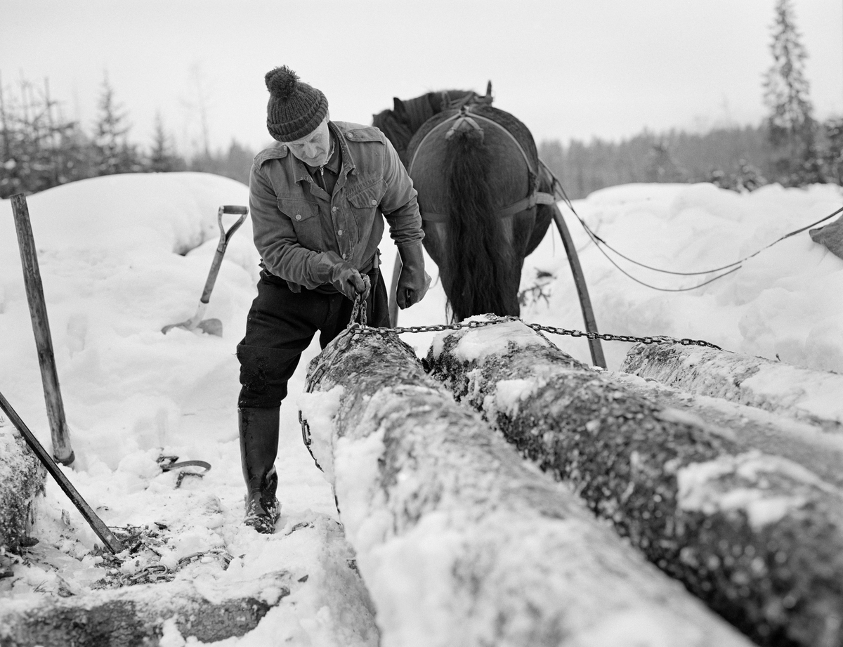 Tømmerkjører Johan Rasch i virksomhet i Svartholtet i Elverum vinteren 1975.  Johan kjørte tømmer med hest for Statskog fra det gamle Leirsameiet.  Da dette fotografiet ble tatt hadde han stilt opp hesten, som var forspent en «rustning» - en todelt tømmerdoning der framsleden ble kalt «bukk» og baksleden «geit» – foran ei tømmervelte.  Før han kunne begynne å lesse måkte han snøen fra toppen av tømmerlunna ved hjelp av ei aluminiumroko.  Deretter tok han spettet for å bende løs de sammenfrosne tømmerstokkene.   Så rullet og trakk han stokkene over på sleden.  Bildet viser hvordan Johan Rasch la kjettingstumpene fra endenene av svingbankene over lasset, slik at de møttes på oversida.  Her trakk han den ene enden gjenneom en pæreformet lekk i enden av den andre, noe som låste kjettingen og forhindret at lasset forskjøv seg sidevegs. Når tømmerkjøreren hadde fått et høvelig antall stokker over på rustningen, strammet kjettingbindslet ved hjelp av en benningsbjønn og la høysekken på lasset for å ha sitteunderlag mens han kjørte til nærmeste bilveg eller fløtingsvassdrag.  Johan Rasch var kledd i vadmelsbukser, dongerijakke og topplue, og hadde langskaftete gummistøvler på beina mens han arbeidet.