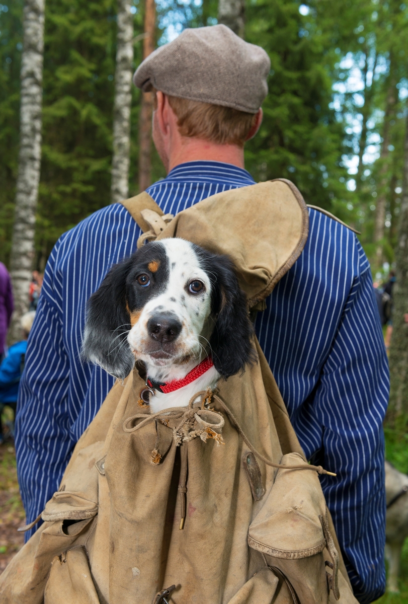 Profileringsbilde, tatt i forbindelse med De nordiske jakt- og fiskedager 2015.  Bildet viser den da tre måneder gamle hundevalpen «Komma», som er en blanding av gordon setter og engelsk setter.  Hunden er plassert i en gammel, slitt ryggsekk, som henger på ryggen til busserullkledde Erik Burud.  Hunden tilhører museumsformidler Bjørn Erik Skaug, og Burud var en av Skaugs medhjelpere ved varmrøykingsanlegget for fisk på Prestøya under arrangementet.  Idéen til dette fotografiet er antakelig hentet fra en av de besøkende, som kom til arrangementet med hunden sin i en ryggsekk, jfr. DJF-F.008799 - SJF-F.008800.