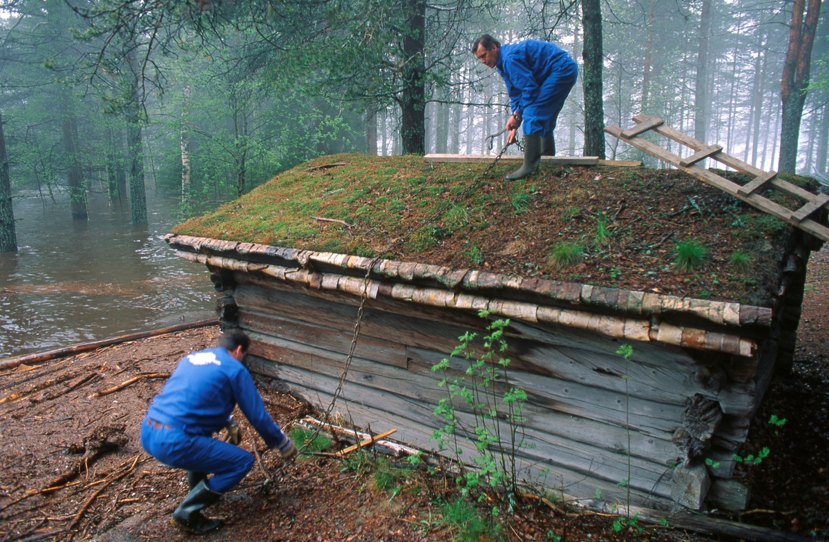 Sikringsarbeid i Norsk Skogbruksmuseums friluftssamling på Prestøya i forbindelse med storflommen i Glomma i 1995.  Da dette fotografiet ble tatt var to av museets vaktmestre i ferd med å spenne en kjetting over mønet på naustet fra Breisjøen i Alvdal (SJF-B.0011).  Ove Jarne Østby sto på taket, mens Kjell Magne Kaveldiget forsøkte å feste kjettingen på bakken.  Som naust er dette huset rimelig nok plassert forholdsvis lavt i terrenget, men likevel et godt stykke fra den vanlige elvebredden.  De store vannstandsvariasjonene i vassdraget innebærer likevel at Breisjønaustet er en av de første bygningene som berøres av flom.  Kommer det mye vann, er det en viss fare for at bygningen løftes fra fundamentene og driver vekk.  Det var dette man forsøkte å forebygge ved spenne en kjetting over husets møne med steiner på marka som forankringspunkter.  Fotografiet viser også at karene la 2’X4’ under kjettingen ved mønet for å forebygge gnisseskader på taktekkinga.  Erfaringer viste etter hvert at det var bedre å forankre bygningene med lastestropper med strammeinnretning enn å bruke kjettinger eller vaiere.