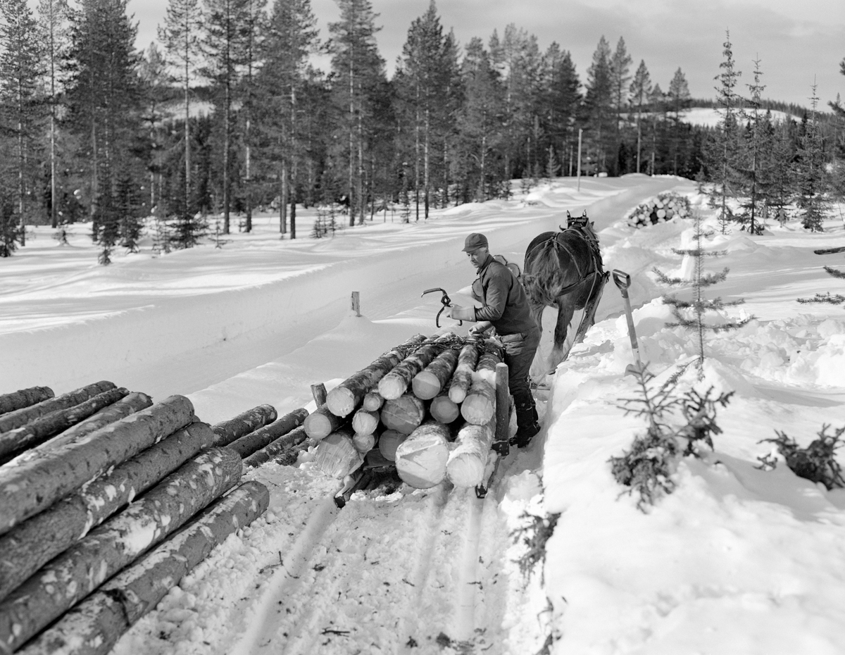 Kåre Østerhaug (1916-1981) fra Trysil kjører tømmer med hest og såkalt «rede», en svensk sledetype som ble utviklet for transport av massevirke i tre meters lengder.  Denne sledetypen ble en del brukt i grensebygdene Trysil og Engerdal fra begynnelsen av 1960-åra og framover.  Dette fotografiet ble tatt på et hogstfelt i Lundsberget i Trysil vinteren 1977.  Vi ser hvordan tømmerkjøreren satt på et lass av ubarket tømmer med tømmene i hendene, på veg mot velteplass ved bilveg eller vassdrag.  I bakgrunnen sto granskogen tett.  Da dette fotografiet ble tatt sto hesten stille på en veg der det lå tømmer inntil den ene snøplogkanten.  Kjørekaren sto ved sida av sleden med ei tømmersaks i den ene handa, som han brukte når han skulle gripe stokkene under av- og pålessing. Skogbruk.