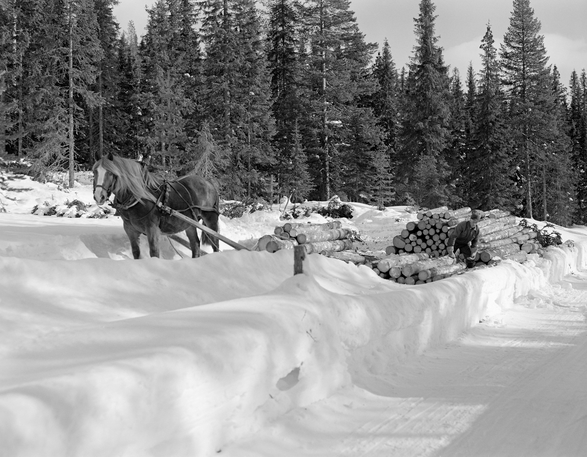 Kåre Østerhaug (1916-1981) fra Trysil kjører tømmer med hest og såkalt «rede», en svensk sledetype som ble utviklet for transport av massevirke i tre meters lengder.  Denne sledetypen ble en del brukt i grensebygdene Trysil og Engerdal fra begynnelsen av 1960-åra og framover.  Dette fotografiet ble tatt på et hogstfelt i Lundsberget i Trysil vinteren 1977.  Vi ser hvordan tømmerkjøreren satt på et lass av ubarket tømmer med tømmene i hendene, på veg mot velteplass ved bilveg eller vassdrag.  Da dette fotografiet ble tatt sto hesten stille på en snøpakket basveg, like inntil en brøytet bilveg.  Kjørekaren arbeidet med tillegging av tømmer ved snøplogkanten.  Stokkene ble lagt parallelt med veglinja, slik at det skulle være overkommelig å lesse dem over på en lastebil.  Kjørekaren rullet stokkene fra rustningen og over i tømmerlunna, med ei tømmersaks som hjelperedskap. Skogbruk.