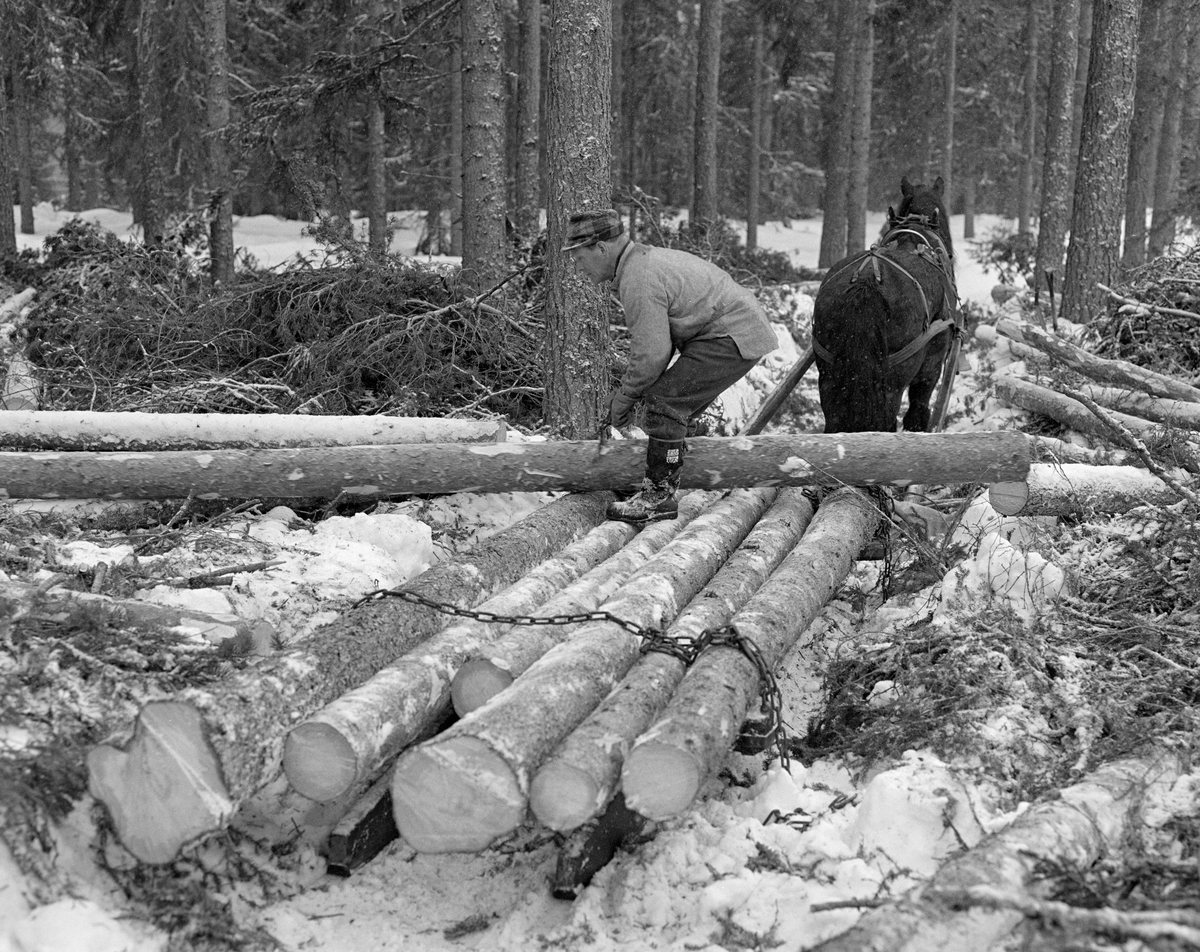 Henrik Østerhaug (1916-1990) fotografert under tømmerkjøring i Trysil vinteren 1980.  Fotografiet er tatt på et hogstfelt i granskog.  Østerhaug hadde plassert seks stokker på sleden, en rustning, også kalt «bukk og geit» eller bare «geitdoning».  Tømmerkjøreren var i ferd med å dra en sjuende stokk inn på lasset da dette fotografiet ble tatt.  Han brukte ei tømmersaks   som løfteredskap, og bøyde både knær og hofter for å redusere belastningen på ryggen.  Østerhaug var kledd i vadmelsbukser og busserull, og han hadde en hatt av rutete stoff på hodet.  Dølahesten som skulle trekke lasset sto rolig og ventet under lessinga.