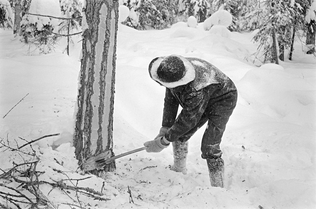 Tømmerhogst i Nordre Osen (Åmot kommune i Hedmark) i februar 1980.  Fotografiet viser en skogsarbeider som hogger et V-formet skår ved rota på et grantre som han på forhånd hadde kvistet og slindet stripevis («sokket»).  Under hogst med øks ble treet angrepet på denne måten fra to sider, inntil det sto bare en tynn tange igjen.  Deretter kunne treet skyves over end i felleskårets retning.  Skogsarbeideren var kledd i jakke og bukse av mørkt vamelsstoff.  Over leggene hadde han snøsokker, som skulle forhindre at han fikk snø i støvleskaftene.  På hodet hadde tømmerhoggeren en vidbremmet filthatt som skjermet kragepartiet mot snø som drysset ned fra trekrona under hosten. Fotografiet er tatt i forbindelse med opptakene til fjernsynsfilmen «Fra tømmerskog og ljorekoie», som ble vist på NRK 1. mai 1981.  Ettersom poenget med denne filmen var å synliggjøre strevet i tømmerskogen i den førmekaniserte driftsfasen, viser den driftsprosedyrer og redskap som bare noen få veteraner fortsatt brukte på opptakstidspunktet.