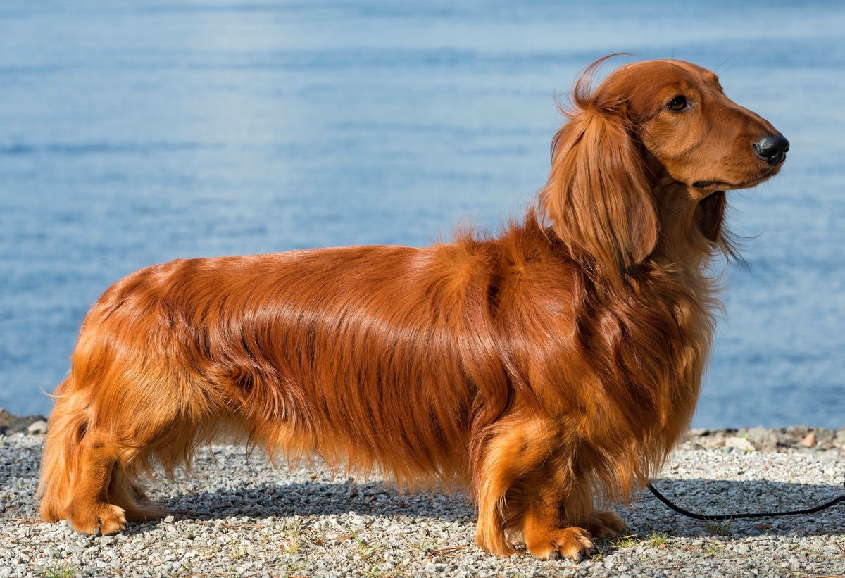 Portrett av dachshunden «Kalyanas Stairway to Heaven», som ble kåret til «Utstillingens vakreste hund» under Elverumsutstillingen i forbindelse med De nordiske jakt og fiskedager2016.  Dette er Norges største utstilling for jakthunder, og i 1016 var det cirka 840 påmeldte, hvorav også en del svenske og danske hunder.  «Kalyanas Stairway to Heaven» tilhører Ulla Stålnacke Vestergren fra Värmdö i Stockholms län i Sverige.  Her er hunden fotografert med elva Glomma som bakgrunn.