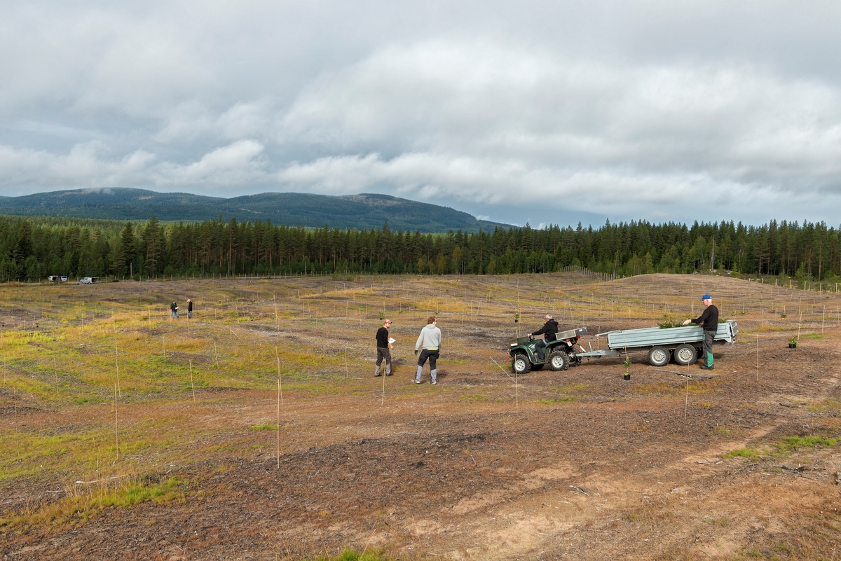 Skogfrøplantasjen i Julussdalen i Elverum i Hedmark, fotografert i etableringsfasen i 2016.  Det dreier seg om et 130 dekar stort åpent, overflatedyrket sandjordsareal i et landskap som ellers er bevokst med furuskog.  På cirka 100 av disse dekarene skulle det etableres en frøplantasje for gran til norske fjellbygder.  Dette fotografiet ble tatt mens medarbeidere fra Det norske skogfrøverk arbeidet med utplanting av podetet grunnstammer.  Til høyre ser vi en firehjuling (ATV - All-terrain vehicle) med tilhenger som ble brukt til å transportere plantene ut på plantasjearealet.  Frode Murud var sjåfør, mens Bjørn Hageberg sto ved tilhengeren med planter.  Framfor kjøretøyet sto Håvard og Olav Hageberg, som bisto med å plassere de podete grunnstammene med tre meters innbyrdes avstand i rader med seks meters mellomrom.