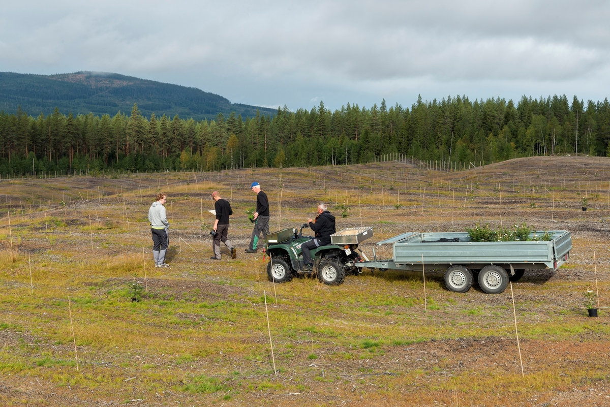 Skogfrøplantasjen i Julussdalen i Elverum i Hedmark, fotografert i etableringsfasen i 2016.  Det dreier seg om et 130 dekar stort åpent, overflatedyrket sandjordsareal i et landskap som ellers er bevokst med furuskog.  På cirka 100 av disse dekarene skulle det etableres en frøplantasje for gran til norske fjellbygder.  Dette fotografiet ble tatt mens medarbeidere fra Det norske skogfrøverk arbeidet med utplanting av podete grunnstammer.  I forgrunnen ser vi en firehjuling (ATV - All-terrain vehicle) med tilhenger som ble brukt til å transportere plantene ut på plantasjearealet.  Frode Murud var sjåfør.  Framfor kjøretøyet gikk Olav, Håvard og Bjørn Hageberg med plantepotter som de hadde løftet av tilhengeren.  Podingene skulle plasseres der hvor planter fra foregående utplantinger hadde dødd.  De skulle stå med tre meters avstand i rader med seks meters mellomrom.