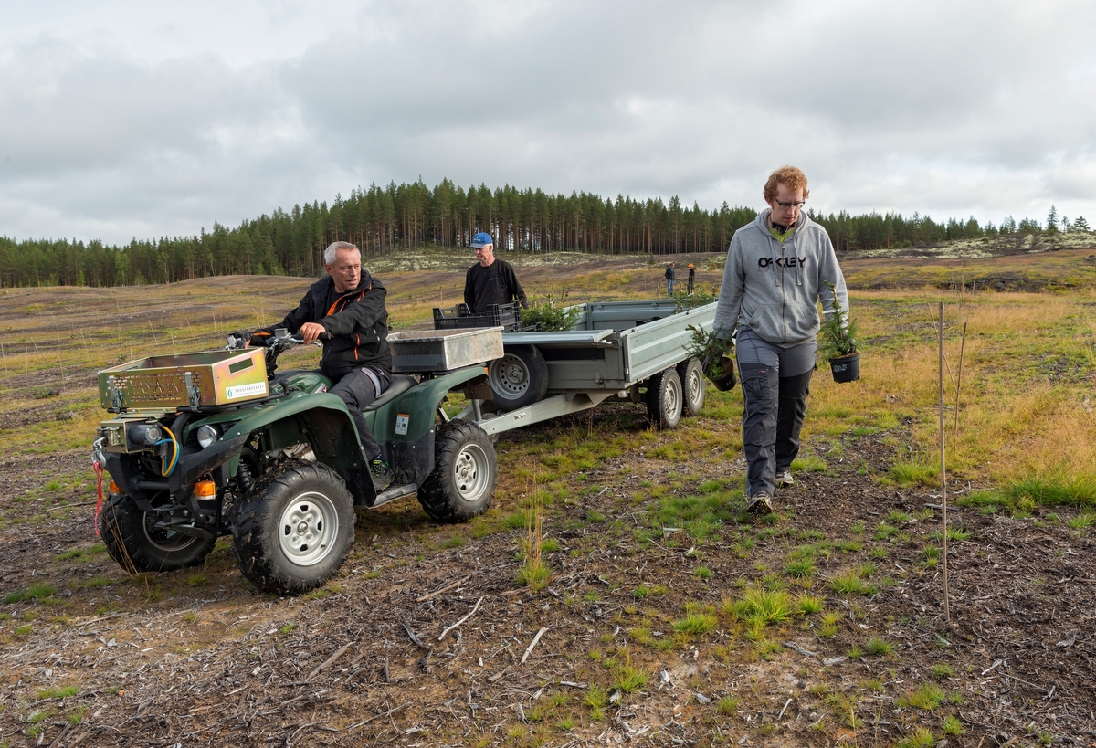 Frøplantasjen i Julussdalen i Elverum, fotografert i etableringsfasen i 2016.  Det dreier seg om et 130 dekar stort åpent, overflatedyrket sandjordsareal i et landskap som ellers er bevokst med furuskog.  På cirka 100 av disse dekarene skulle det etableres en frøplantasje for gran til norske fjellbygder.  Dette fotografiet ble tatt mens medarbeidere fra Det norske skogfrøverk arbeidet med utplanting av podete grunnstammer.  I forgrunnen ser vi en firehjuling (ATV - All-terrain vehicle) med tilhenger, som ble brukt til å transportere plantene ut på plantasjearealet.  Frode Murud var sjåfør.  Til høyre ser vi Olav Hageberg, som kom gående med to plantepotter som han skulle plassere ved oppsatte plantepinner av bambus.  Bak tilhengeren ser vi faren Bjørn Hageberg, som også var en sentral aktør under etableringa av denne frøplantasjen.  Podingene skulle plasseres der hvor planter fra foregående utplantinger hadde dødd.  De skulle stå med tre meters avstand i rader med seks meters mellomrom.