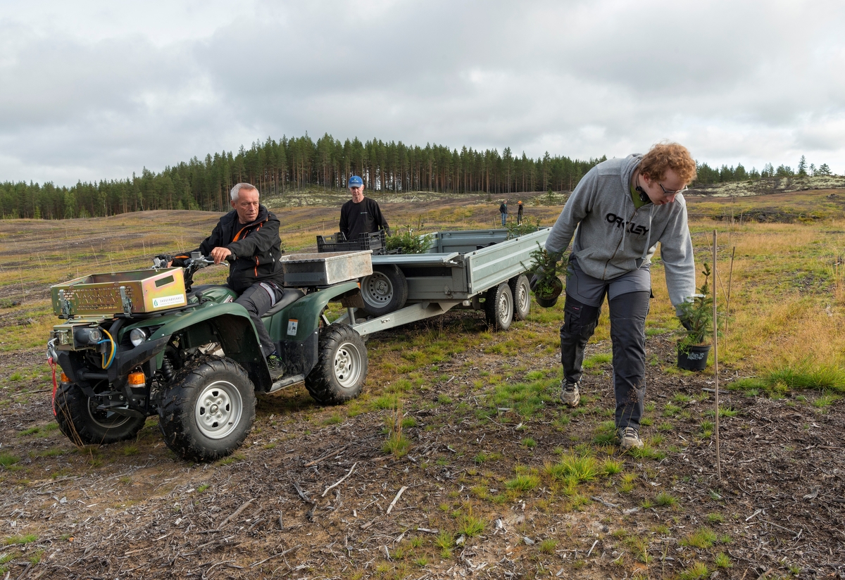 Frøplantasjen i Julussdalen i Elverum, fotografert i etableringsfasen i 2016.  Det dreier seg om et 130 dekar stort åpent, overflatedyrket sandjordsareal i et landskap som ellers er bevokst med furuskog.  På cirka 100 av disse dekarene skulle det etableres en frøplantasje for gran til norske fjellbygder.  Dette fotografiet ble tatt mens medarbeidere fra Det norske skogfrøverk arbeidet med utplanting av podete grunnstammer.  I forgrunnen ser vi en firehjuling (ATV - All-terrain vehicle) med tilhenger, som ble brukt til å transportere plantene ut på plantasjearealet.  Frode Murud var sjåfør.  Til høyre ser vi Olav Hageberg, som kom gående med to plantepotter som han skulle plassere ved oppsatte plantepinner av bambus.  Bak tilhengeren ser vi faren Bjørn Hageberg, som også var en sentral aktør under etableringa av denne frøplantasjen.  Podingene skulle plasseres der hvor planter fra foregående utplantinger hadde dødd.  De skulle stå med tre meters avstand i rader med seks meters mellomrom.