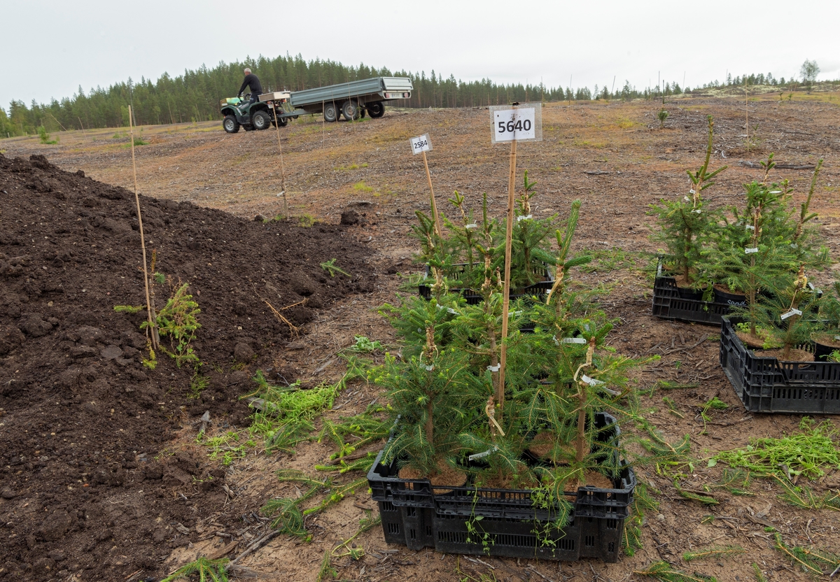 Kasser med podete granplanter fotografert ved siden av en haug med matjord på et sandjordsareal i Julussdalen i Elverum i Hedmark, der det skulle utvikles til skogfrøplantasje.  Fotografiet ble tatt høsten 2016, drøyt to år etter at dette arealet ble overflatedyrket for å kunne tilplantes.  Man brukte fireårige planter, som de to siste åra hadde stått i potter ved Biri planteskole i Oppland.  På disse grunnstammene hadde Skogfrøverkets folk podet kvister fra elitetrær fra de eldre frøplantasjene på Oppsal i Ringebu kommune i Oppland kommune og Kaupanger i Sogndal kommune i Sogn og Fjordane fylke.  Utvalget av podemateriale er gjort av Ragnar Johnskås, som i mange år har arbeidet med avkomtesting og frøavl ved Skogfrøverket.  Podningene er merket med tallkoder som er referanser til det genetiske opphavet.  Matjorda i haugen på dette fotografiet ble brukt som fylljord i plantehullene.  I bakgrunnen på dette fotografiet ser vi Frode Murud, som kjørte en ATV med tilhenger, som Skogfrøverkets medarbeidere brukte til å transportere planter og fylljord rundt på plantasjefeltet.