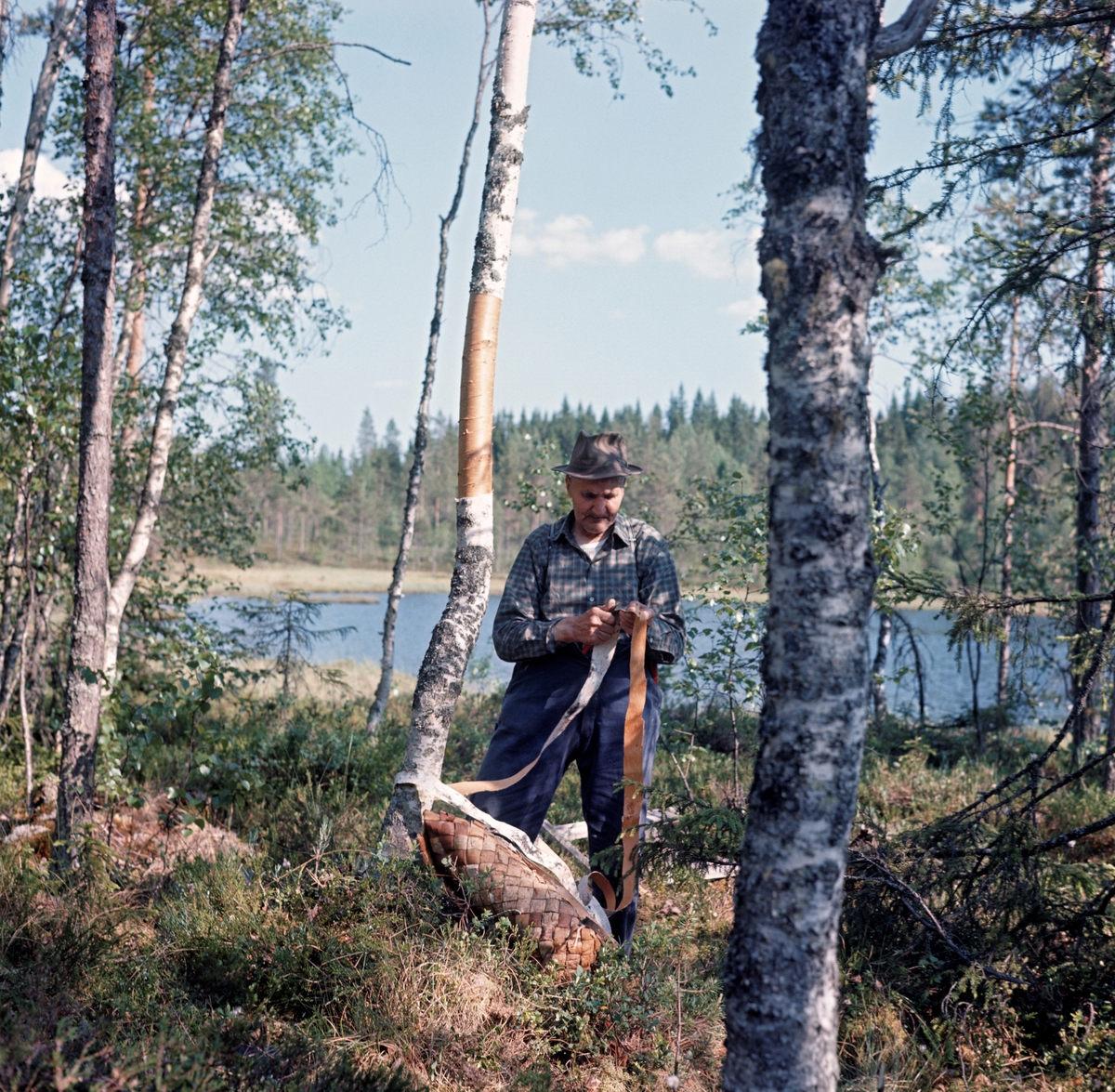 Martin Venberget fra Grue Finnskog, fotografert under løping av kontnever fra et bjørketre i hjemtraktene.  Neveren tas fra den kvistfrie nedre delen av en halvgrov bjørkestamme, vanligvis i sevjetida på forsommeren.  De cirka halvannen tomme brede neverstrimlene hadde Martin Venberget skåret ovenfra og nedover før han varsomt løsnet det ytre barksjiktet fra stammen.  Det underliggende korklaget lot han sitte, slik at bjørka kunne leve videre.  Det var det ytre, lyse sjiktet han var ute etter, gjerne i lange strimler, slik at han slapp å skjøte så ofte under flettearbeidet.  Framfor beina til Martin Venberget ser vi en neverkont.  Det var slike flettverksarbeider han skaffet seg emner til ved å løpe never.  Fotografiet er tatt i 1968, i forbindelse med opptakene til Norsk Skogbruksmuseums kulturhistoriske dokumentasjonsfilm «Neverfletterne», der Martin Venberget var en av aktørene.