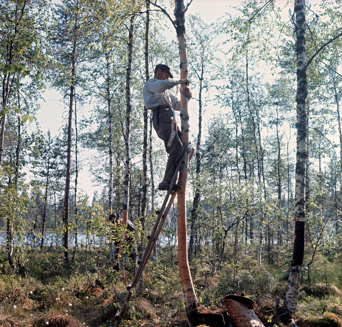 Mentz Åsen (1891-1975) fra Lundersæter på Bradval Finnskog, fotografert under løping av kontnever fra et bjørketre i hjemtraktene i Solør.  Neveren tas fra den kvistfrie nedre delen av en halvgrov bjørkestamme, vanligvis i sevjetida på forsommeren.  Her hadde han klatret opp på en liten stige, for å kunne starte så høyt som mulig og dermed få en lang strimmel.  Han skar ovenfra og nedover før han varsomt løsnet det ytre barksjiktet fra stammen.  Det underliggende korklaget lot han sitte, slik at treet kunne leve videre, noe vi ser er gjort på bjørka til høyre på bildet.  Det var det ytre, lyse sjiktet neverfletteren var ute etter, gjerne i lange strimler, slik at han slapp å skjøte så ofte under flettearbeidet.  På bakken nede ved bjørkerota ser vi en neverkont.  Det var slike flettverksarbeider Mentz Åsen lagde av neverstrimlene.  Fotografiet er tatt i 1968, i forbindelse med opptakene til Norsk Skogbruksmuseums kulturhistoriske dokumentasjonsfilm «Neverfletterne».