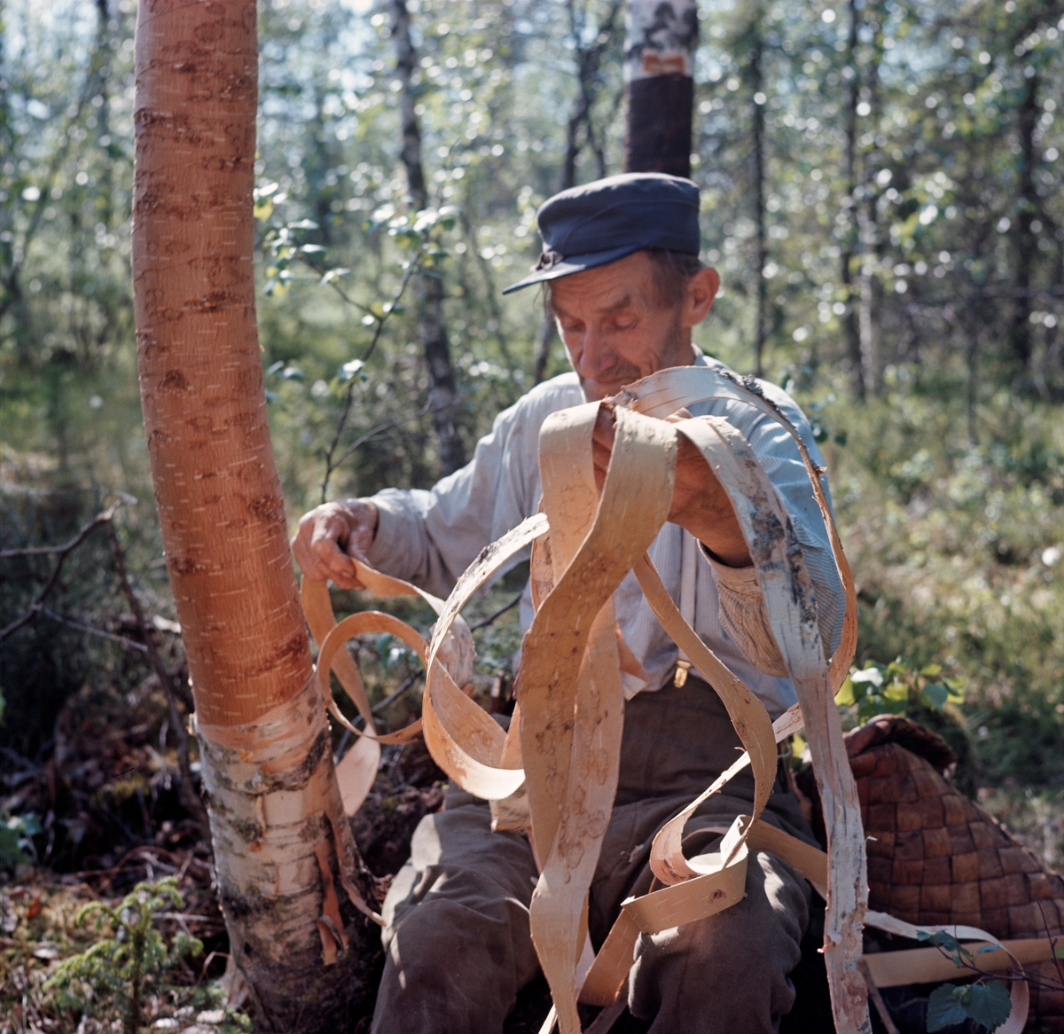 Neverfletteren Mentz Åsen (1891-1975) fra Lundersæter på Brandval Finskog Finnskog, fotografert i miljøet der han hentet emner til atrbeidene sine.  Han satt på ei tue ved rota og med en lang neverstrimmel i handa. Slik «kontnever» ble tatt fra den nedre, kvistfrie delen av stammene på bjørketrær som hadde oppnådd en viss diameter, men ikke blitt så gamle at de hadde utviklet skorpebark.  Neverfletteren skar i spiral ovenfra før han varsomt løsnet strimler av det ytterste barksjiktet fra stammen.  Det underliggende korklaget lot han sitte, slik at bjørka kunne leve videre, noe vi ser er gjort på bjørka til høyre i forgrunnen.  Det var det ytre, lyse sjiktet neverfletteren var ute etter, gjerne i lange strimler, slik at han slapp å skjøte så ofte under flettearbeidet.  Fotografiet er tatt i 1968, i forbindelse med opptakene til Norsk Skogbruksmuseums kulturhistoriske dokumentasjonsfilm «Neverfletterne», der Mentz Åsen var en av aktørene.  Bak ham skimter vi deler av en neverkont.  Det var slike gjenstander Mentz flettet av neverstrimlene sine.