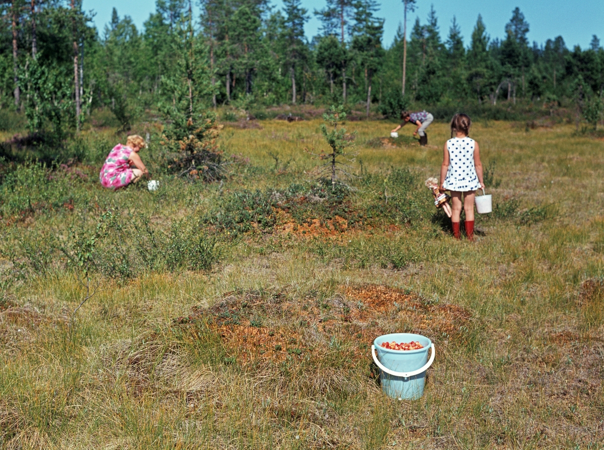 Bærsanking i Elverum sommeren 1968.  Fotografiet er tatt i utkanten av et myrområde.  I forgrunnen står ei plastbøtte som er nesten full av multe (molte - Rubus chamaemorus).  Bakenfor ser vi ei sju år gammel jente kledd i en kort, kvit kjole med fargete prikker.  Hun holder ei dokke i den ene handa og et lite bærspann i den andre, og ser mot mora og storebroren, som plukker bær.  Mora sitter på huk ved ei lita granbuske med bærspannet framfor seg, mens broren befinner seg ved ei tue i mer åpent lende.  Multa vokser fortrinnsvis på forsumpet, kalkfattig torvmark.  Den er følsom for frost i blomstringstida om våren, men greier seg ofte bra i utkanten av myrområdene, som vi ser at bærplukkerne på dette fotografiet søker mot.  1968 var et godt multeår, og ved multesanking kombinerte folk matauk og friluftsliv.  Bærplukkerne på fotografiet er Jenny Søgård og hennes barn Vidar og Vera.  Far Kjell Søgård har tatt bildet. Bærplukking. Bærplukkere.