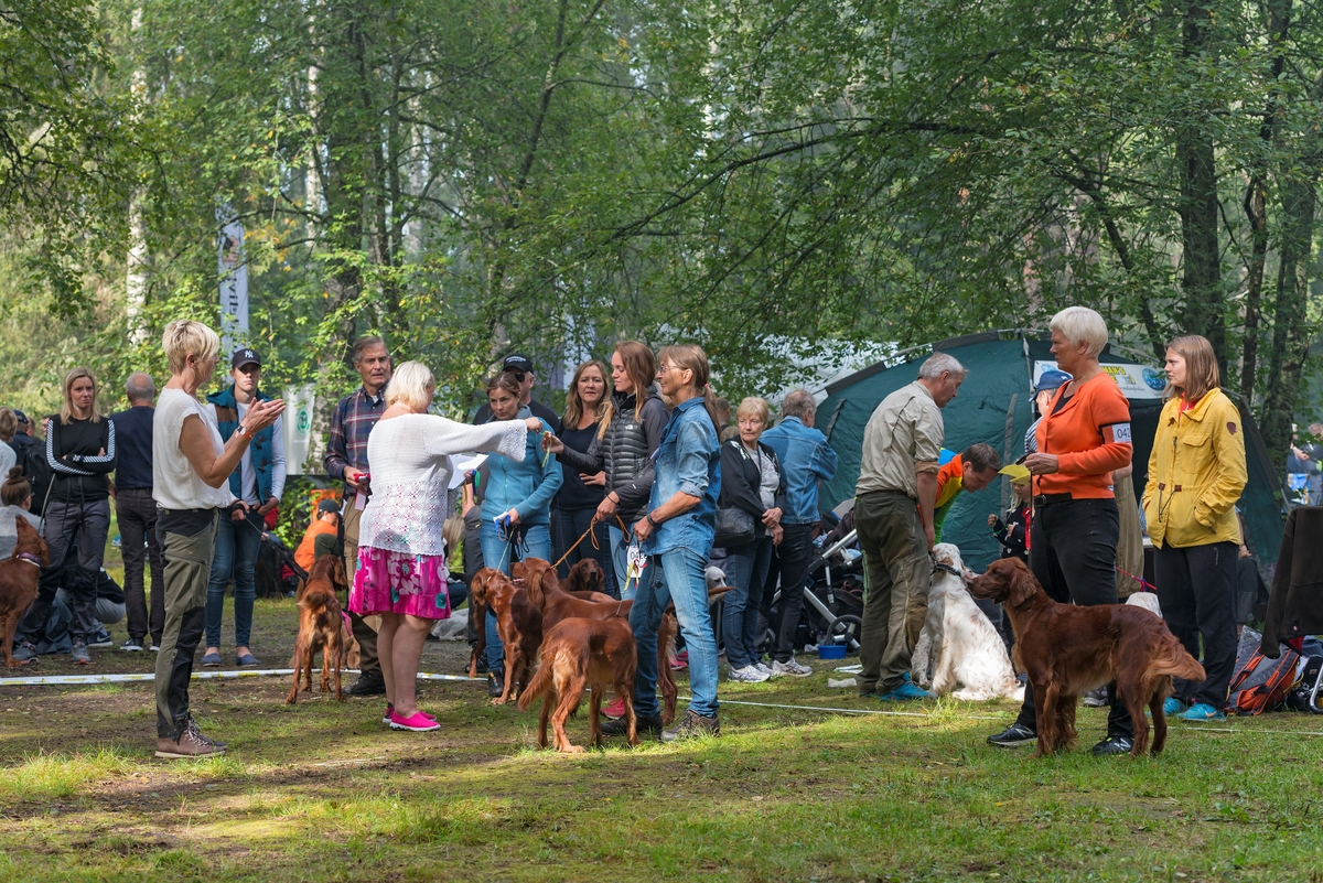 Fra «Elverumsutstillingen» for jakthunder under de Nordiske jakt- og fiskedager på Norsk Skogmuseum i Elverum 13. august 2016. Bildet viser noen av hundeeierne i klassen for irske settere få utdelt deltakernummere av funksjonærer på konkurransearenaen, grassletta i friluftsmuseet på Prestøya.  Elverumsutstillingen er Norges største hundeutstilling, i 2016 med cirka 840 påmeldte hunder.
