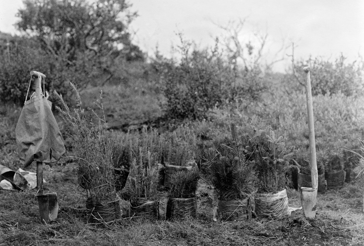 Planteredskap og plantemateriale som ble brukt av norske deltakere i det norsk-islandske utvekslingsprosjektet for skogplantere sommeren 1982.  Dette bildet er tatt ved Laugarvatn på Sør-Island, der 23 av de 60 norske deltakerne arbeidet.  I forgrunnen ser vi fem bunter med torvbandplanter, oppstilt på rekke mellom to plantespader med buete blader.  Det ble plantet lerk (Larix sibirica), contortafuru (Pinus contorta, på norsk «vrifuru») og sitkagran (Picea sitchensis).  Ettersom Island ikke har hatt stedegen barskog, bare bjørk (Betrula pubescens) og litt rogn (Sorbus aucuparia), var det utenlandske treslag islendingene satset på da de startet arbeidet med å reise skog.  I 1970-åra ble det opplyst at mer enn 30 bartrearter hadde vært testet med vekslende hell.  Lerk, contortafuru og sitkagran hadde vist seg å tåle det islandske klimaet godt.  På plantefeltet ved Laugarvatn var det knapt stein i bakken, så arbeidet gikk lett, og de norske deltakerne plantet cirka 25 000 torvbandplanter i løpet av to arbeidsuker.  For islendingene har skogreising vært et viktig arbeid, særlig med sikte på å begrense jorderosjonen, som anses for å være et av landets største miljøproblem.  De plantete barskogene skulle også gjøre Island mer sjølhjulpent når det gjelder bygningsmaterialer, de skulle heve levestandarden og gjøre landet vakrere.