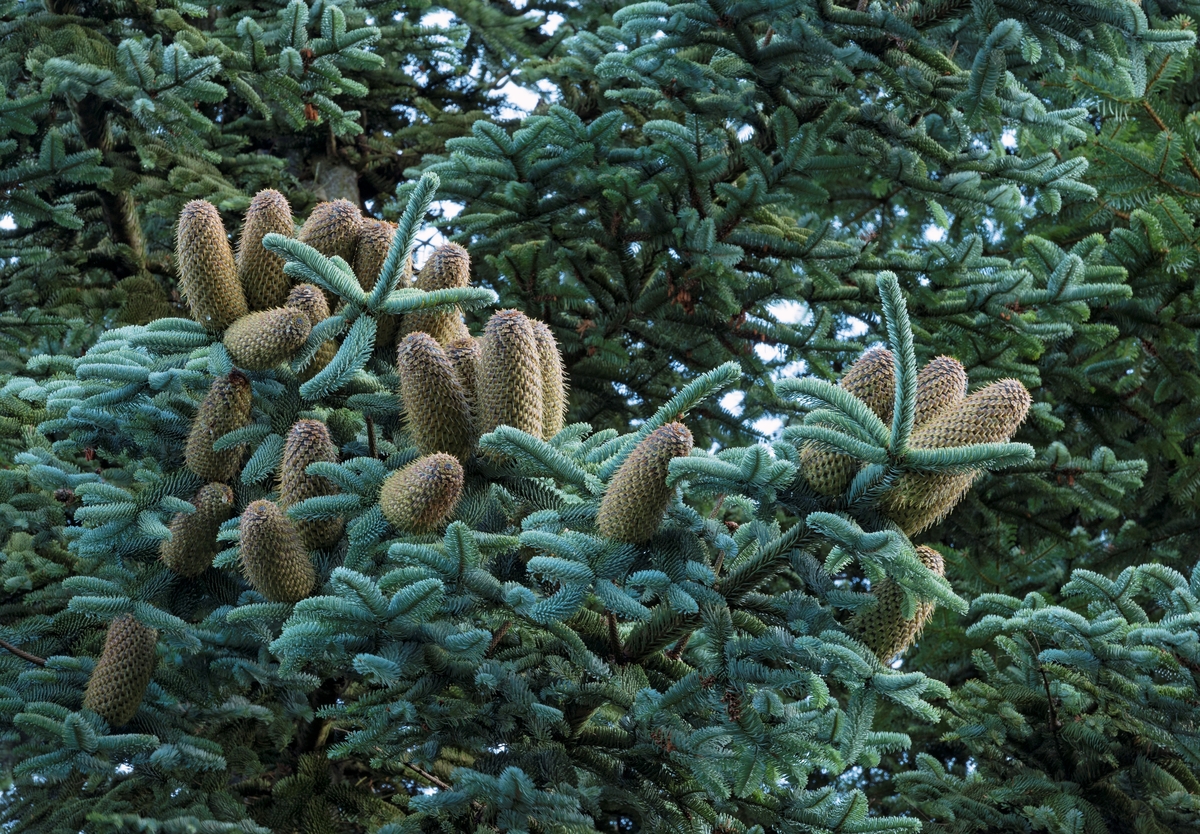 Greiner fra nordmannsedelgran eller nordmannsgran (Abies nordmanniana), et eviggrønt nåletre som har sitt naturlige utbredelsesområde i fjelltraktene sør og øst for Svartehavet.  Navnet har treslaget fått for å hedre den finske biologen Alexander von Nordmann (1803–1866), som var botanikkprofessor i Odessa i Russland.  I sitt naturlige utbredelsesdistrikt kan nordmannsedelgran bli om lag 60 meter høye og få en diameter på bortimot to meter i brysthøyde.  I norsk klima oppnår ikke treslaget slike dimensjoner.  Nålene er to-tre centimeter lange og har forholdsvis butte ender.  Konglene er digre, oftest over ti centimeter lange, i ekstreme tilfeller opp mot det dobbelte.  I forbindelse med frøfellinga faller også kongleskjellene av, slik at det bare blir stående igjen en liten pinne der konglenes sentralakser var.  Veden på nordmannsedelgran er mjuk og porøs, men kan brukes i papirproduksjon.  I Norge har nordmannsedelgran i hovedsak vært brukt som park- og prydtre, og den er blitt svært populær som juletre.  Det siste skyldes dels de butte nålene, dels det faktum at nålene ikke faller så lett av, sjøl om nordmannsedelgrana tørker.