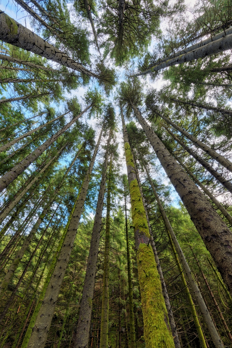 Fra skog med sitkagran (Picea sitchensis) i Stendadalen i Fana ved Bergen.  Fotografiet er tatt fra bakken opp mot tretoppene.  Det viser et bestand med høye, rettvokste stammer, og trær som har stått tett, slik at det har skjedd ei «naturlig oppkvisting» - smågreinene har dødd etter hvert som det tette kronetaket med assimilerende barnåler har vokst i høyden.  Rett, småkvistete virke med lange stammer som har liten avsmalning er attraktivt når tømmeret skal bli råstoff i trelastproduksjon.  Det bestandet der dette fotografiet ble tatt i 2017 ble sådd i 1931.  Skogen har vært under observasjon som forsøksfelt siden 1965.  Forskere fra Vestlandets forstlige forsøksstasjon (NIBIO Bergen) har gjort regelmessige målinger.  I 2004 var den stående massen 180 kubikkmeter per dekar.  De drøyt 70 år gamle trærne hadde en middelhøyde på 39 meter, og overhøyden ble målt til 43 meter.  Gjennomsnittlig stammediameter i brysthøyde var 41 centimeter.  I 2015 var det største treet i bestandet – som forskerne har gitt nummeret «202» - 46,5 meter høyt og hadde en brysthøydediameter på 46,5 centimeter.  Konklusjonen er at sitkagran vokser bedre enn noe annet testet bartreslag i vestlandsklimaet, og at treslaget gir et tømmerråstoff med kvaliteter som egner seg ypperlig for konstruksjonsvirke.  Det finnes også undersøkelser som dokumenterer at sitkagrana, gjennom fotosyntesen, binder store mengder karbondioksid og dermed bremser klimaendringene i retning av et gjennomgående varmere og fuktigere værlag.  Sitkagrana er imidlertid skyggetålende og skyggekastende, og det er mye annet liv som ikke trives i dette treslagets nærhet.  I og med at treslaget har sitt naturlige utbredelsesområde på den nordamerikanske vestkysten, og først ble introdusert i norsk skogbruk på andre halvdel av 1800-tallet, betraktes sitkagrana dessuten som et fremmedelement i norsk natur – den er «svartelistet».  Dette betyr ikke at det er forbudt å plante sitkagran, men grunneiere som ønsker å gjøre det må søke fylkesmannsembetet om løyve.  Vurderingsgrunnlaget skal være forskrift fra 2016 om fremmede organismer.  Den krever en aktsomhetsvurdering. Det anslås at det er plantet 500 000 dekar med sitkagran i Norge, i hovedsak i kyststrøkene på Vestlandet og i Nord-Norge.  Det meste er plantet i løpet av de første tiåra etter 2. verdenskrig, da myndighetene var opptatt av å øke råstoffgrunnlaget for den i den perioden meget betydningsfulle treforedlingsindustrien.  Med dagens regelverk (2017) er det svært få som viser interesse for å plante sitkagran.  Naturvernforbundet har tvert imot etablert en kampanje for å få fjernet det de kaller «pøbelgran» fra norsk natur.