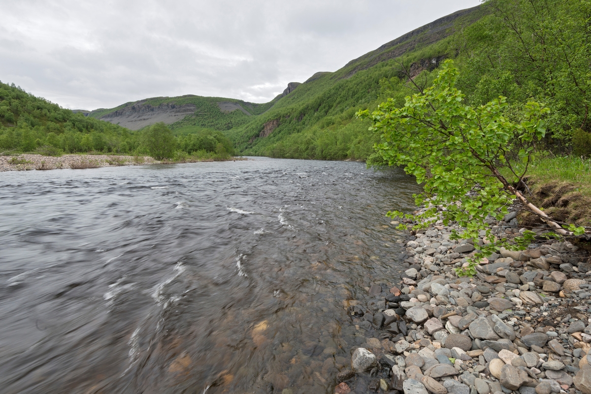 Altaelva i Sautso, fotografert nedstrøms rett nedenfor der hvor vannet fra Alta kraftverk tilbakeføres til Altaelva. Alta, Finnmark. Alta Canyon.