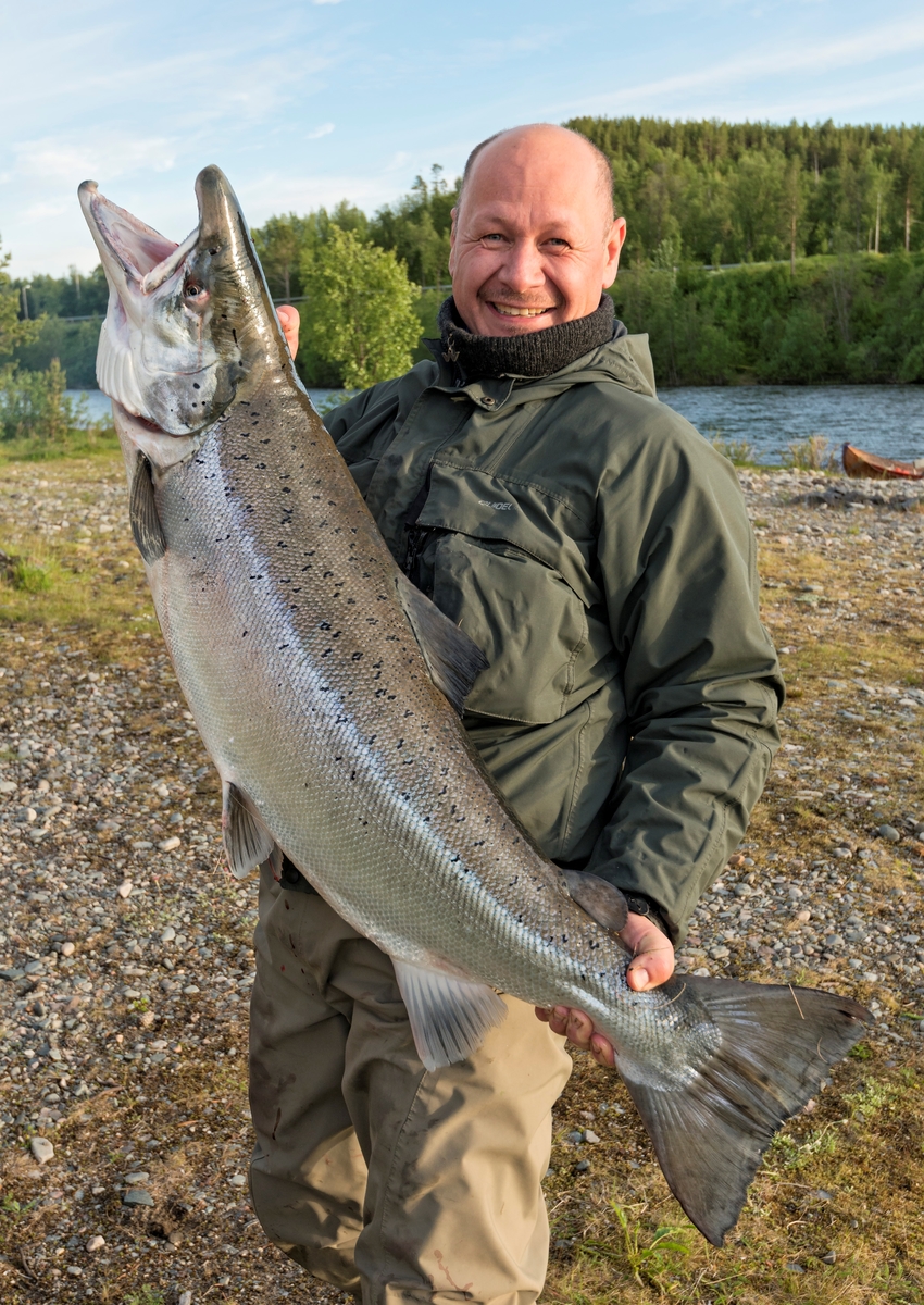 Laksefiske i Altaelva. Fra Midterfaret i Øvre Alta, Alta, Finnmark. Fiske etter laks. Sportsfiske. Rune Østlyngen fra Alta med en laks han nettopp hadde landet på flue. Laksen veide 16,5 kilo, lengde 114 cm. Fangst.