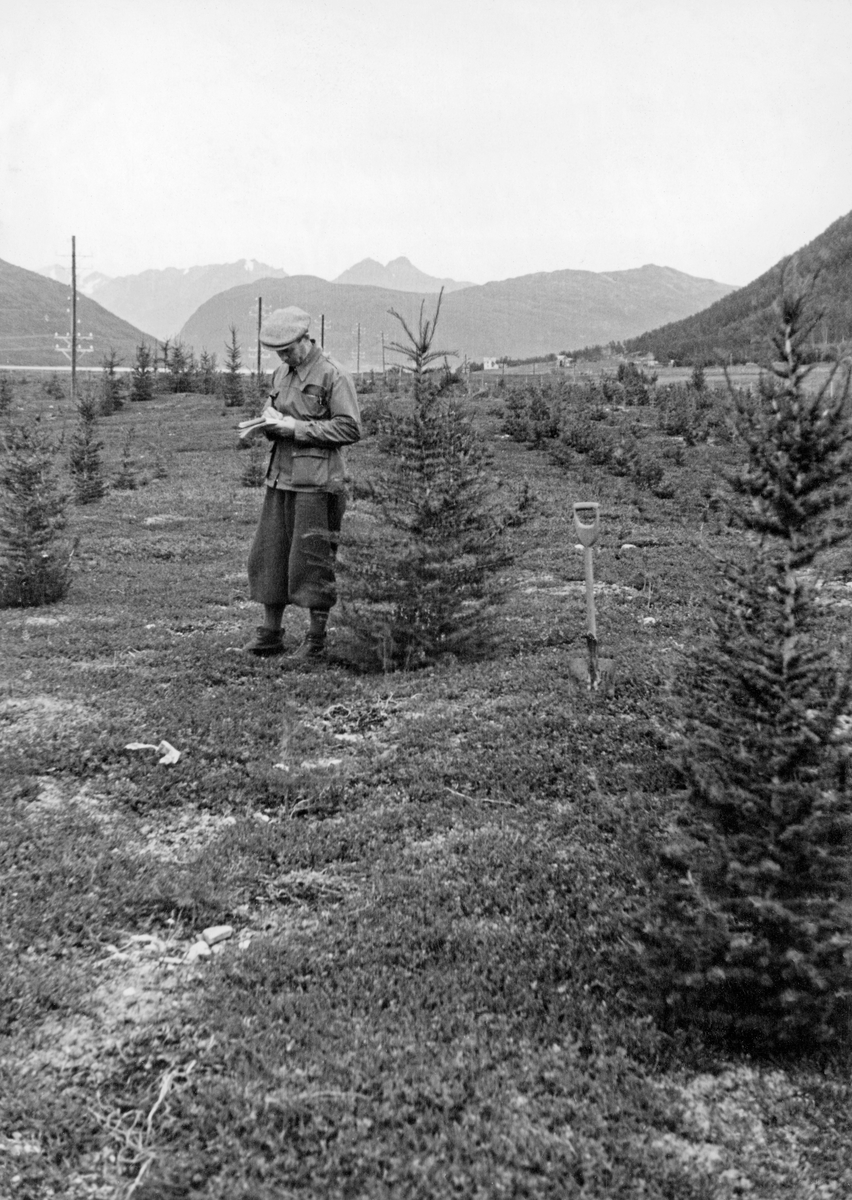 Plantefelt med lerketrær (Larix, antakelig Larix sibirica) i Rotsund kapellskog i Nordreisa kommune i Troms.  Bildet er tatt sommeren 1945 på ei lyngbevokst slette der det åtte år tidligere var foretatt planting.  Det glisne bestandet kan tyde på at mange av plantene må ha dødd i en tidlig fase, men en del hadde greid seg bra og vokst godt.  Sentralt i bildet ser vi en skogfunksjonær, kledd i nikkersbukser, vindjakke og sixpencelue, med notater i hendene.  Mannen gjorde antakelig observasjoner med sikte på rapportering plantefeltet utvikling.  Han sto ved siden av et åtte år gammelt lerketre som hadde nådd om lag samme høyde som skogfunksjonæren sjøl.  På motsatt side av treet stikker et spadeskaft opp fra jorda.  I bakgrunnen skimter vi et vannspeil med bakenforliggende fjell. 

Lerk ble svært tidlig testet som kulturtre i Norge, blant annet under skogreisingsbestrebelser i bergverkscirkumferensene rundt Kongsberg og Røros, men også i kysttraktene.  Lerkeartene har sine naturlige utbredelsesområder i tempererte strøk på den nordlige halvkule.  Dette treslaget har også pålerot, som gir lerketrærne betydelig stormstyrke.  Veden er gulkvit i yta med rødbrun malme i kjernen.  På eldre trær kan utmalmingsprosenten være svært stor, noe som gir materialer fra dette treslaget god motstandsevne mot nedbryting i uteklima.  Lerkevirke ble ansett for velegnet til båtbygging, peler, gjerde- og portstolper, og i moderne arkitektur er lerkebord populært på utvendige fasader som ikke skal overflatebehandles.  Lerk har vært hentet til Norge og andre vesteuropeiske land fra Alpe-regionen (Larix decidua), fra Russland og Sibir (Larix sibirica) og fra Japan (Larix leptolepis).  Det finnes også en krysning mellom japansk og europeisk lerk, hybridlerk (Larix eurolepis), som har bedre stammeform enn japansk lerk og større motstandsevne mot lerkekreft enn europeisk lerk.  Europeisk og sibirsk lerk vokser best på djup jord i innlandsklima, mens japansk lerk tåler vindslit og greier seg følgelig bra i kystområdene.