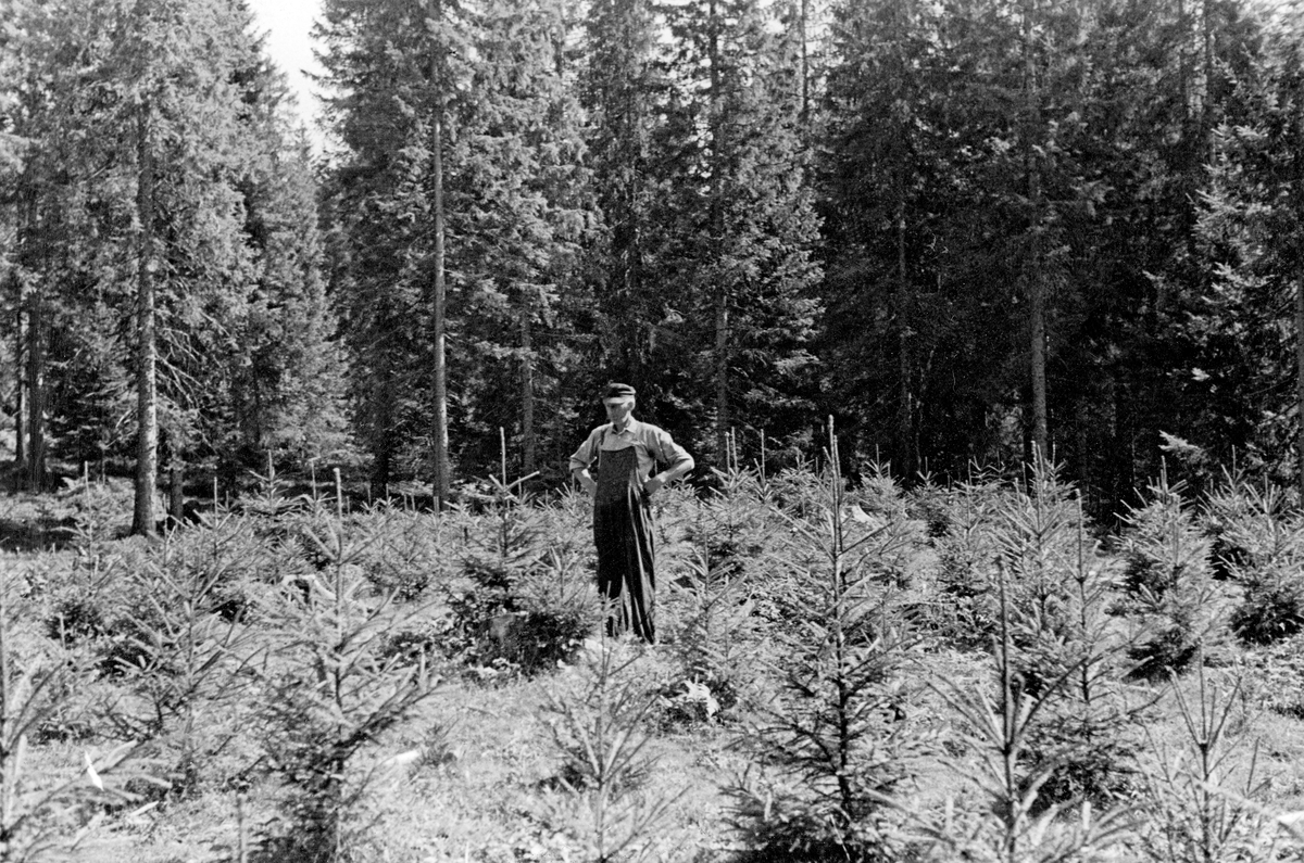 Plantefelt på grasbevokst slette i granskog i Lardal i Vestfold.  Da dette fotografiet ble tatt hadde trærne nådd en høyde på 1-1,5 meter.  En mann sto sentralt på feltet og betraktet dem.  Om dette fotografiet har fotografen, statskonsulent Waldemar Opsahl, notert seg at det er tatt i en gardsskog, og at «Plantene står nær gården på beitet mark og har vært beskyttet ved "påling".»  Formen på trærne tyder på at de, med den enkle beskyttelsen korte trestikker som ble stukket ned i bakken ved siden av plantene kunne gi, hadde fått stå i fred for beitedyr.