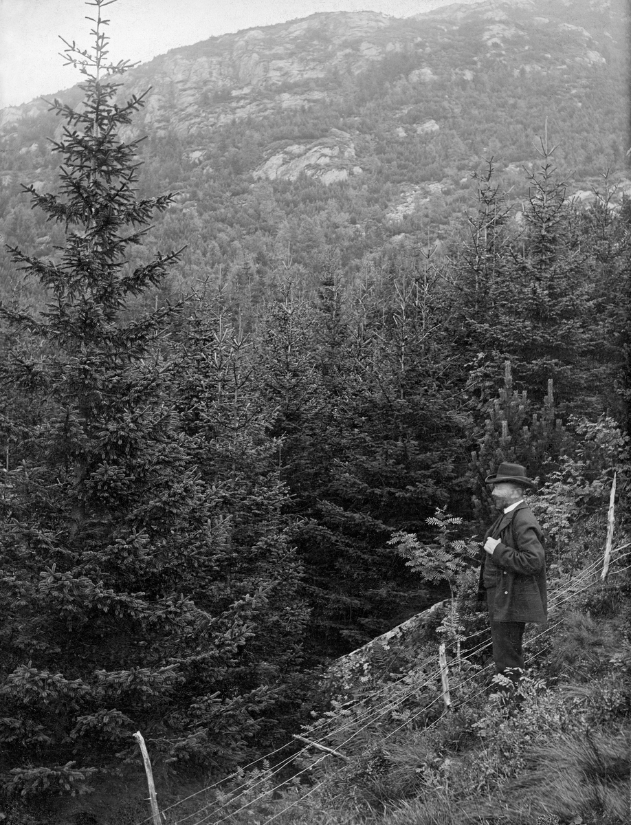 Plantefelt cirka 220 meter over havet i Fløydalen, like øst for Bergen sentrum.  Skogplantingsarbeidet her ble påbegynt i midten av 1870-åra med finansiering av Bergens skog- og treplantingsselskap og under ledelse av forstmannen Nicolai Endresen Krog (1838-1907).  Det bestandet av norsk gran (Picea abies) som ses i forgrunnen på dette fotografiet skal være plantet i 1879.  Dette fotografiet er tatt cirka 30 år seinere.  Den dresskledde mannen til høyre i forgrunnen gir bildet en målestokk, som indikerer kraftig vekst.  Grana var et av de treslagene som vokste frodigst på treplantingsselskapets plantefelt.  I revnene i fjellet i bakgrunnen, der det var lite jordsmonn, hadde man forsøkt å plante buskfuru (Pinus mugo, den gang kalt Pinus montana).  Dette treslaget ble gjerne brukt på de mest værharde og skrinne lokalitetene, i håp om at den etter hvert skulle kunne skjerme for andre, «nyttigere» treslag.  Gjerder var viktige for å skjerme plantningene mot beiteskader.  Da plantearbeidene i Bergensområdet startet i midten av 1860-åra ble det brukt tørrmurte steingjerder, som det var svært tid- og arbeidskrevende å lage.  Her er det brukt et ståltrådgjerde, som vel for så vidt hadde utspilt sin rolle som hegn da trærne var blitt så store som de var da dette bildet ble tatt.

«Bergenske Skov- og Træplantningsselskab» ble stiftet i 1868 forsyne «de nu nøgne Fjeldsider i Bergens Omegn med Skov».  Arbeidet startet på den sida av fjellet Løvstakken som vendte mot byen, der treplantingsselskapet rett og slett kjøpte plantemark, men også organiserte planting på privat grunn.  Seinere fortsatte man på Fløyen og de andre bergensfjellene.  Planteprosjektene ble dels finansiert gjennom kontingenten bergensborgerskapet betalte for å være medlemmer av treplantingsselskapet, dels ved bidrag fra lokale fond og også med offentlige bidrag.  Statens skogfunksjonærer på Vestlandet administrerte virksomheten.  Forstmester Andreas Tandberg Gløersen (1836-1904) og skogplanter Martin Adolf Grude (1841-1918) mente at det kunne vokse bartrær i jordsmonnet, som besto av sand og grus.  Elever fra landbruksskolen på Stend bidro i plantearbeidet.  Det ble først plantet norsk gran (den gang kalt Abies excelsa), norsk og østerriksk furu (Pinus silvestris og Pinus austriaca, Høss.), og lerk (Larix euopea).  Det ble også plantet noe canadisk kvitgran (den gang kalt Abies alba, Lawson), som hadde greid seg godt i danske og nordtyske hedeplantinger, og ble ansett for å være et godt lovende treslag i kystegnene.  Importfrø av sistnevnte treslag var imidlertid kostbart, noe som nok begrenset bruken.  Lerketrærne skjøt raskt i været, men skrantet etter hvert.  Skogfunksjonærene antok at dette skyldtes jordsmonn og klima, og bruken av dette treslaget ble trappet ned.  Furua greide seg derimot bra, og gran vokste fantastisk.  Alt i slutten av 1870-åra kunne man konstatere at «tidligere udførte Træplantninger i Løvstakkens Skraaning trives ogsaa godt og begynde nu at blive iøinefaldende fra Byen af.»