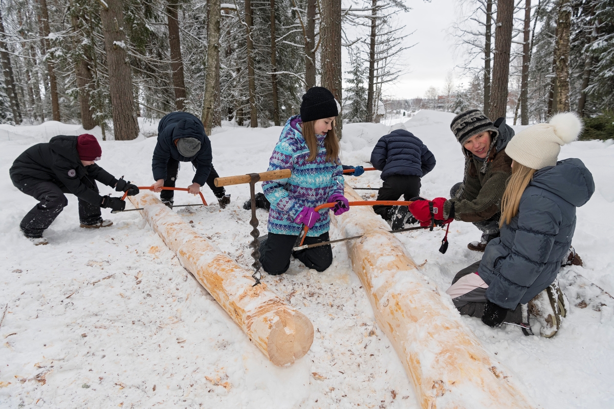 Fra temadagsopplegget «Fra stubben til tømmervelta» på Norsk skogmuseum vinteren 2018.  «Fra stubben til tømmervelta» er ett av 15 ulike pedagogiske dagsprogram «Naturskolen» ved museet tilbyr barnehage og grunnskole i løpet av undervisningsåret.  «Fra stubben til tømmervelta» omfatter fem programposter eller «stasjoner»: Hogst med bruk av øks, svans og barkespade, lunning med hest og lunneskjæker, tømmerkjøring, visning av filmen «Hankekjøring i Vestre Gausdal» og koieliv.   Det er et poeng at elevene sjøl, under tilsyn og veiledning, skal få prøve redskapene.  Her ser vi tre elever fra Hanstad barneskole i Elverum som prøver bogesagene med litt assistanse fra en av museets formidlere, Ingvild Herberg.  I 2018 deltok cirka 460 skoleelever på dette undervisningsopplegget, fordelt på fem dager.  I tillegg ble det arrangert en egen «Barnas vinterdag», med noe av det samme programmet, for barnehagene.  På denne dagen deltok cirka 350 barn.