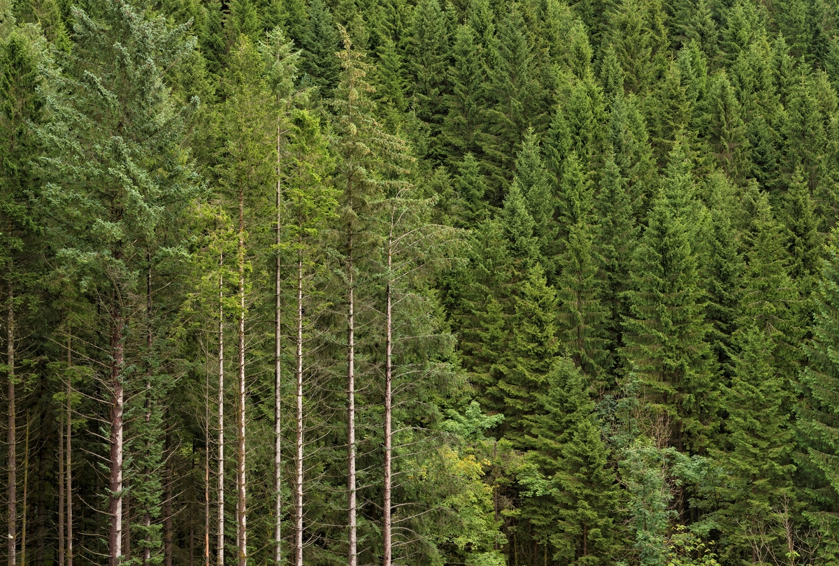 Sitkagran (Picea sitchensis) i Stendadalen i Fana ved Bergen. Fotografiet er tatt på en viss distanse, mot en bestandskant (til venstre i bildet).  I dette området ble det sådd sitkafrø i 1931. Vestlandets forstlige forsøksstasjon begynte å følge dette feltet med systematiske målinger i 1965.    Ved ei registrering i 2004 viste det seg å vokse 141 kubikkemeter per dekar her. Totoalproduksjonen ble oppgitt å være 180 kubikkmeter per dekar. De høyeste sitkagranene var 43 meter høye, og middelhøyden på de da 73 år gamle trærne skal ha vært 39 meter.  Ved ei ny måling i 2015 var det største treet - «nr. 202» - 46,5 meter høyt og hadde en brysthøydediameter på 46,5 centimeter. Sitkagrana har sitt naturlige utbredelsesområde på den nordamerikanske vestkysten, i et smalt belte fra det nordlige California til den sørlige delen av Alaska. Den er et typisk kysttre, og den tråler vind med saltmettet luft godt. Sitkagran ble tidlig testet i norsk skogbruk, og plantinga med sikte på å etablere produksjonsskog kom for alvor i gang etter at det skogfaglige miljøet her til lands hadde hatt en representant i Canada som studerte vekstvilkåra og etablerte et nettverk for frøleveranser i 1916. Dette treslaget viste raskt god overlevelsesevne og produksjonskapasitet som overgikk alle andre treslag langs den norske ytterkysten. Plantinga av sitkagran var betydelig de første to-tre tiåra etter 2. verdenskrig. Den bruken av dette treslaget ble etter hvert utsatt for mye kritikk fordi sitkagrana ble ansett som en trussel mot det norske naturmangfoldet.  Med den nye naturmangfoldsloven som kom i 2009 og dens forskrifter (2011) ble det i praksis slutt på all planting av produksjonsskog av sitkagran i Norge.  Fotografiet ble tatt høsten 2017.