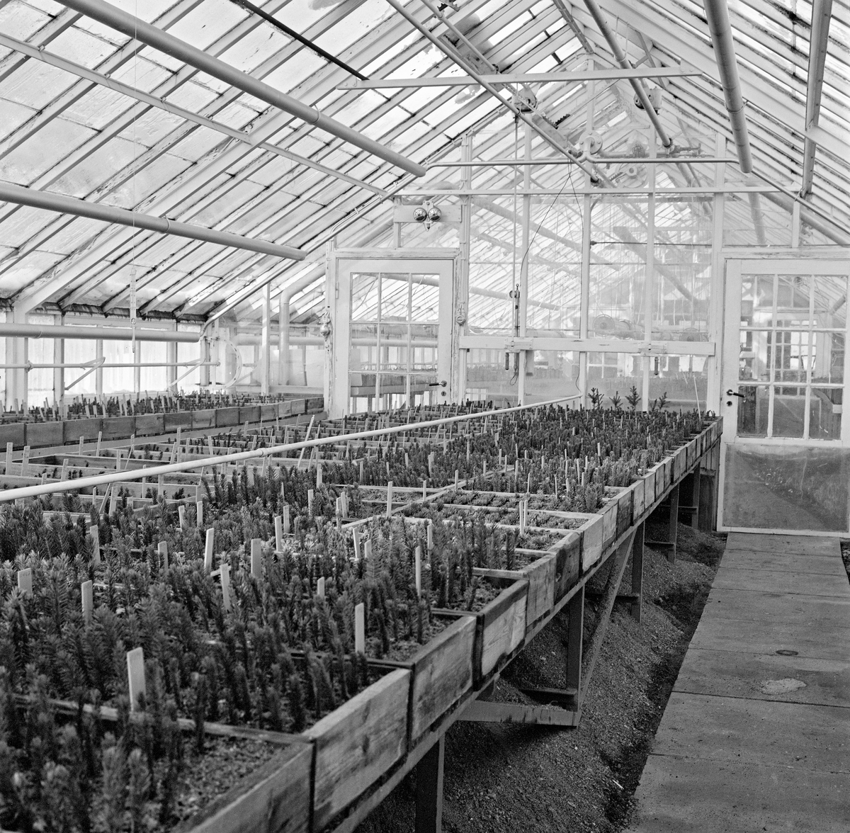 Fra veksthuset som ble reist for det skoggenetiske forskningsmiljøet på Lillejordet ved Norges landbrukshøgskole i 1953.  Fotografiet viser et hus der veggene og taket var utført i glass, og der det sto benker med jordfylte kasser som inneholdt granstiklinger, så vel langs midtgangen som langs veggene.  Her forsøkte Ruden og forskningassistentene hans blant annet å stiklingformere gran med sikte på å opparbeide materiale med identiske gener for testing i ulike miljøer.  Før 1953 hadde Ruden forsøkt å arbeide med granstiklingene utendørs, uten særlig hell.  Han håpte at det ville gå bedre i veksthuset.  Disse forhåpningene ble bare delvis innfridd.  En stor del av stiklingene døde raskt, og mange av dem som overlevde gikk inn i en sturefase med minimal vekstaktivitet.  Det kom likevel noe mer ut av disse forsøkene etter at stiklingproduksjonen ble flyttet til et kontrollert veksthusklima enn det hadde gjort da de forgikk i friluft.