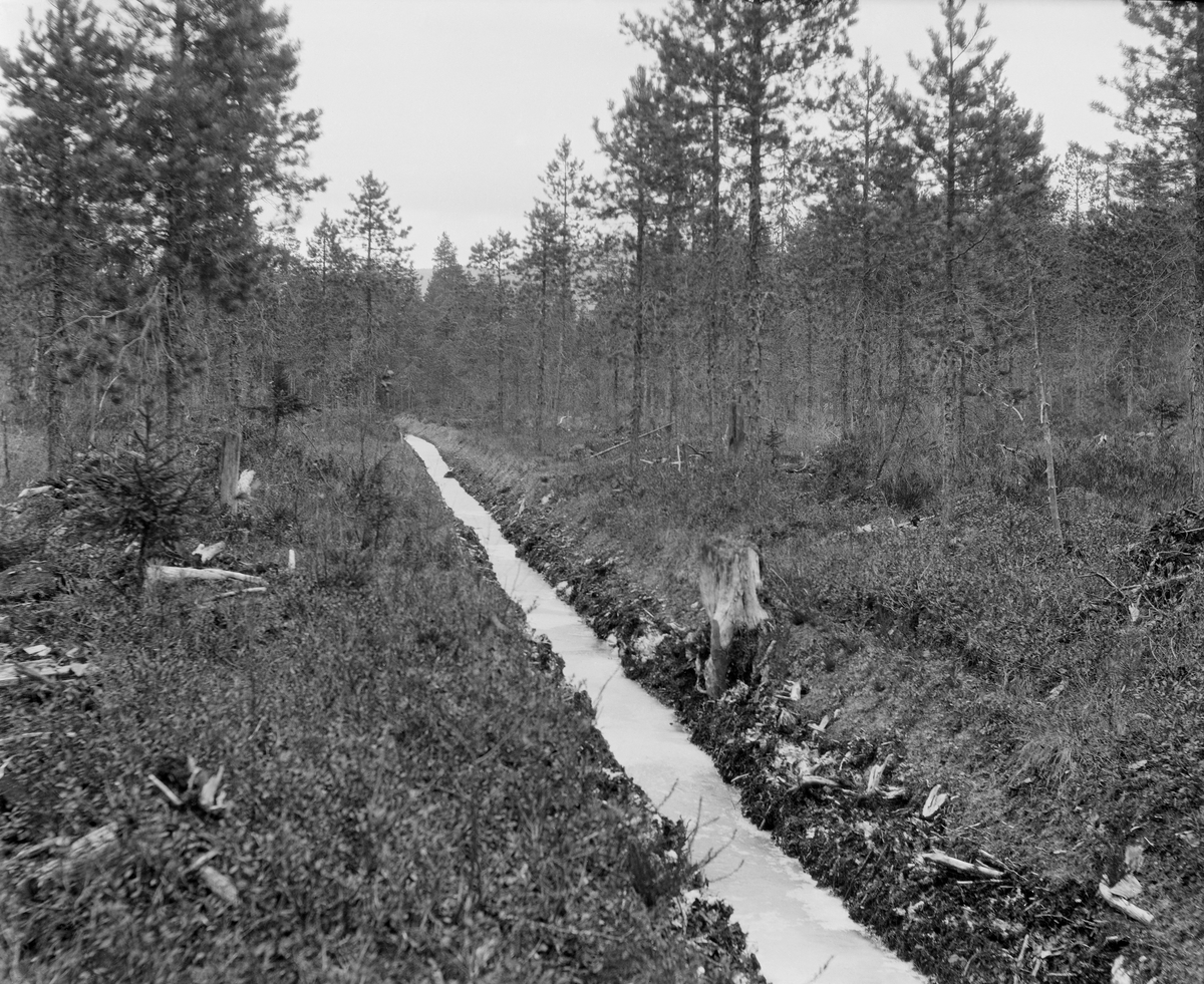 Grøft på myr ved Mjelland i Gransherad i Øst-Telemark.  Dette fotografiet ble tatt høsten 1924.  Dette året skrev fylkesskogmester Jørund Midttun, som har tatt dette bildet, at «Skoggrøfting hev det ikkje vorte vidare av dette året.  Dertil var det for vått og regnfullt.  I myrar og bløytor var kje komande korkje med hakke eller spade, og elles såg det vått ut sjølv på dei turraste stader.»  Denne grøfta var imidlertid eldre, for det hadde grodd til med myrplanter i den torvmassen som var spadd opp og lå langs begge sider av grøfteløpet.  Bildet viser i hvert fall at grøfta samlet en del vann, som på opptakstidspunktet var islagt.  Det ble satset stort på myrgrøfting tidlig på 1900-tallet, dels for å øke det produktive skogarealet, dels for å skaffe oppgaver til arbeidsledig ungdom.  Den skogøkonomiske suksessen var avhengig av at grøftene drenerte godt, av at torvmassene ikke var altfor sure og næringssvake, og av at man unngikk frostskader på skogplantene.