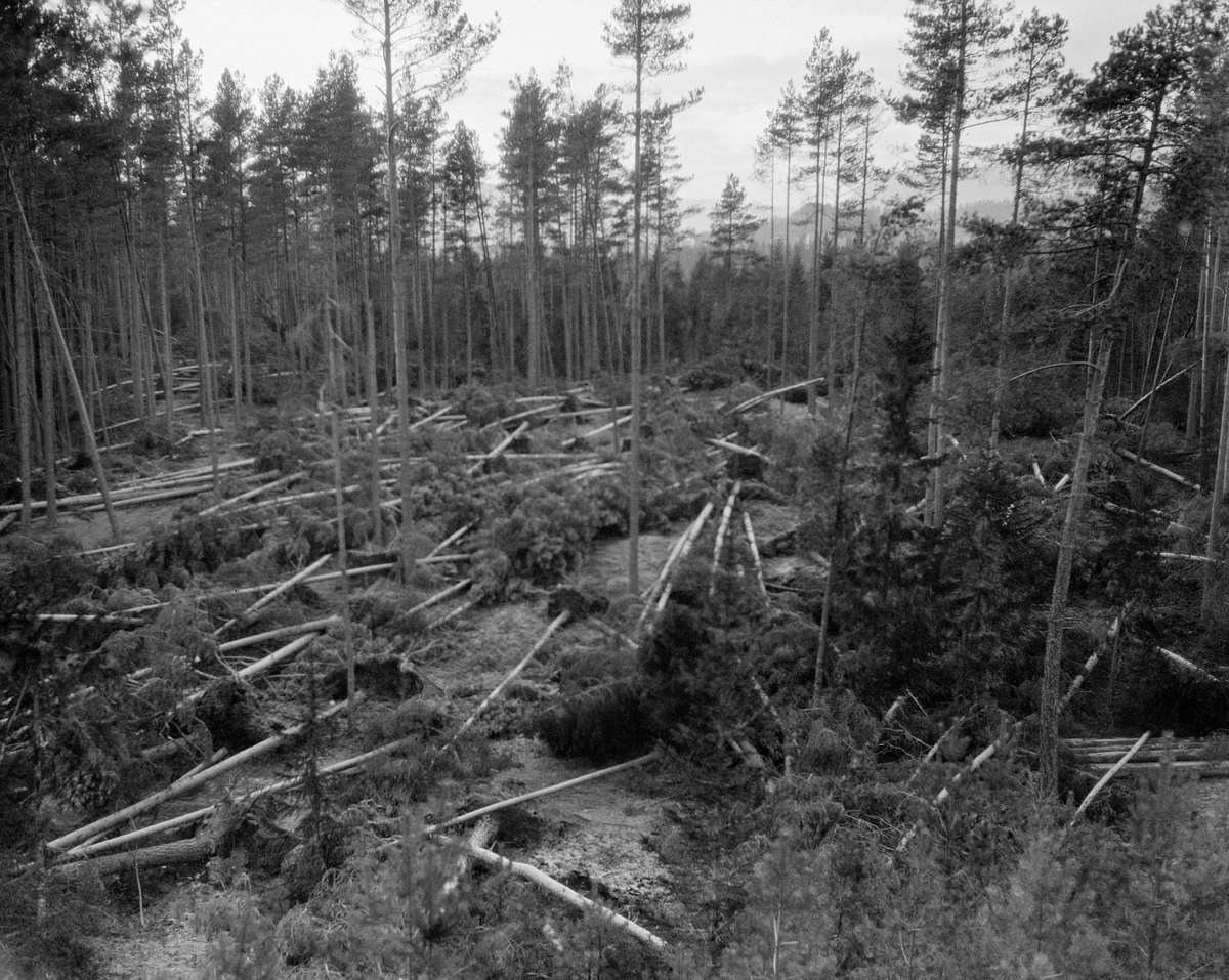 Furuskog med et felt der mange av trærne var feid over ende som rotvelter i kraftig vind.  Slike skader oppstår oftest i storm om høsten, når marka er sterkt oppbløtt.  Særlig arter med grunt gående rotnett, som gran og osp, er utsatte.  Her er det imidlertid furu, som har pælerot, som ikke har tålt vindtrykket.  Om det uværet som førte til vindfall i Telemark-skogene høsten 1930 skrev fylkesskogmester Jørund Midttun følgende: «Det kom ein orkanaktig storm natt til den 13. oktober 1930, og den la nerd ei mengd med skog i Telemark og elles yver heile Austlandet.  Innan fylket tok stormen verst i midtre - austre og nedre delen - mindre i dei høgare vestlege traktene.  Vinden slo ned på flatone, ja han tok til og med i dalane og tyktest koma dettande ned ovanfrå og vestantil.  Der han trykte som best på, vart alt saman knekt og velt, so det vart uframkomelege fator med øydelagd skog.  Upprydningsarbeidet tok straks til, men ein 14 dagars tid etter kom det snø, og dermed tok hogst og rydding slutt fyrr folk var halvferdige.  Dei vindfellte mengdone var store, kanskje yver tudenvis tylfter for ymse bygder.  Merkjeleg nokk gjekk det mest utyver fura.»