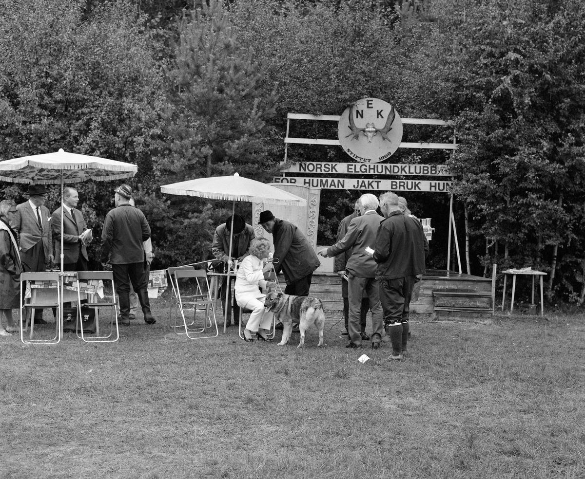 Fra Norsk Elghundklubbs jaktchampionat-utstilling under Jaktens og fiskets dag på Norsk Skogbruksmuseum i Elverum 24. august 1969.  Denne utstillingen samlet cirka 90 hunder, hvorav om lag halvparten skal ha tilfredsstilt kriteriene for å oppnå førstepremie.  Fotografiet viser noen av hundeeierne, som overveiende var menn, som ekspederes fra et lite campingbord framfor ei scene.  Den var merket «NORSK ELGHUNDKLUBB FOR HUMAN JAKT  BRUK HUND» under ei rund skive som var prydet med organisasjonens initialer, et spektakulært elggevir og informasjon om at elghundklubben ble stiftet i 1899.  Framfor det nevnte campingbordet satt ei dame i lyse klær med en elghund i band.  Dette var kunstløperen, filmskuespilleren og kunstsamleren Sonja Henie.  Hun var sjøl interessert i elghunder, og hadde to i sitt norske og to i sitt amerikanske hjem.  I anledning Norsk Elghundklubbs 70-årsjubileum satte hun opp en vandrepokal.  Hun påtok seg også å assistere ved premieutdelinga, noe som gav hundeeierne en sjelden mulighet til å møte en internasjonal kjendis på nært hold.  Mot slutten av sitt liv led Henie av leukemi.  Hun døde bare et par måneder etter at dette fotografiet ble tatt.