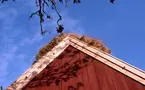 Taknocken på en ladugård med vasstak i Törnbotten.