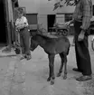 Ponnyföl i Örebro.
Juli 1956.