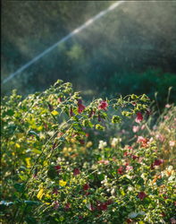 Skansens trädgårdar, köksträdgård, odlingar.