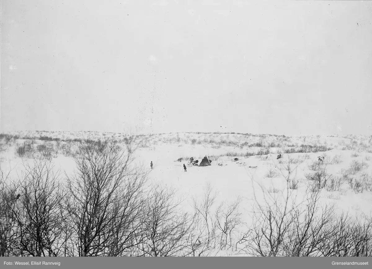 Reingjeterleir ovenfor Langfjorden i Sandnesdalen, Sør-Varanger vinteren 1897.