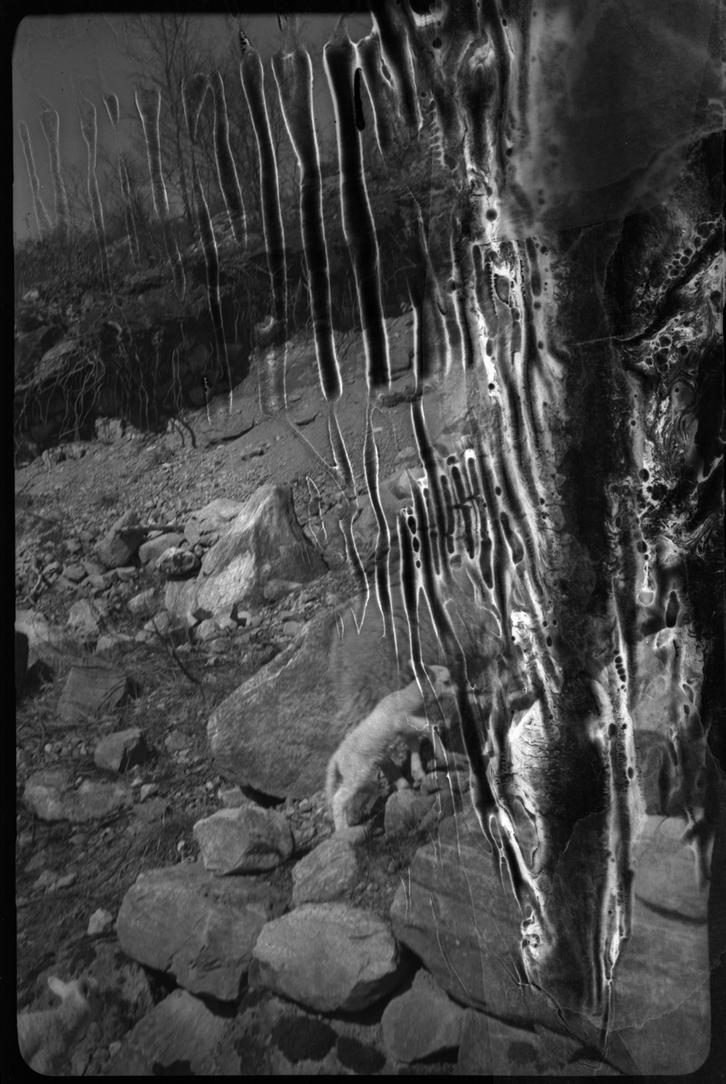 Wilhelm Hatleskog og Finn Johannessen på motorsykkeltur mellom Tau og Fiskå. Det er bilder fra en flokk med lam og sauer, en gård, et passasjerskip og landskapet. Wilhelm Hatleskog er på bilde 10 og 12 og Finn Johannessen er på bilde 5, 15 og 16.