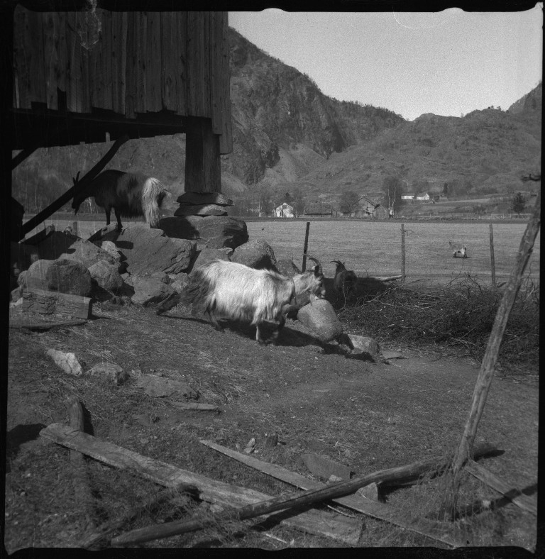 Frida Johannessen og familien Øyane ved noen gamle hus i Kvilldal. Det er også bilder av en guttegjeng på ski i Kvilldalsdalen og utsikten mot Kvilldal i Suldal.