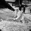 Halmtaksläggning Oktorpsgården, Skansen, 1965