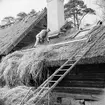 Halmtaksläggning Oktorpsgården, Skansen, 1965