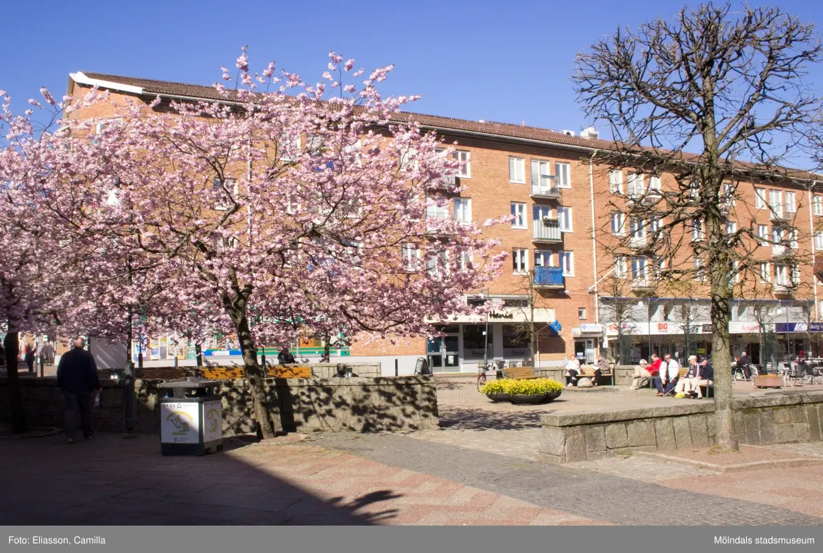 Vy från Brogatan mot Mölndals torg på Japanska prydnadskörsbär i full blom, år 2015. Bild 1-2: Havskatten 12 i bakgrunden. Bild 3-4: Bergmansgatan i bakgrunden. Bild 5-6: Havskatten 17 i bakgrunden. Dokumentation av platsen innan rivning och nybyggnation.