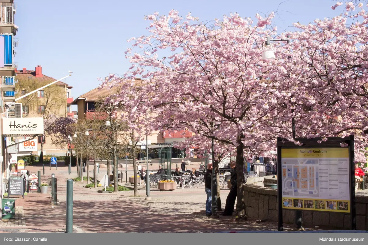 Vy från Brogatan mot Mölndals torg på Japanska prydnadskörsbär i full blom, år 2015. Bild 1-2: Havskatten 12 i bakgrunden. Bild 3-4: Bergmansgatan i bakgrunden. Bild 5-6: Havskatten 17 i bakgrunden. Dokumentation av platsen innan rivning och nybyggnation.