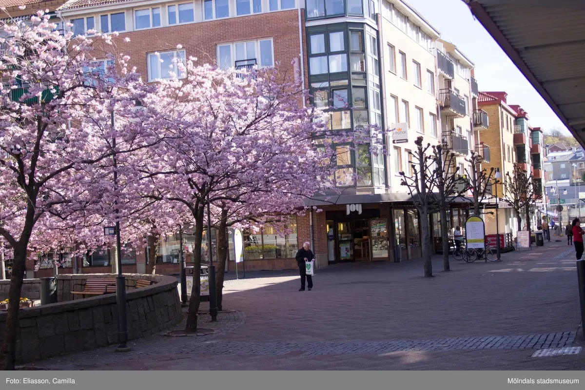 Vy från Brogatan mot Mölndals torg på Japanska prydnadskörsbär i full blom, år 2015. Bild 1-2: Havskatten 12 i bakgrunden. Bild 3-4: Bergmansgatan i bakgrunden. Bild 5-6: Havskatten 17 i bakgrunden. Dokumentation av platsen innan rivning och nybyggnation.